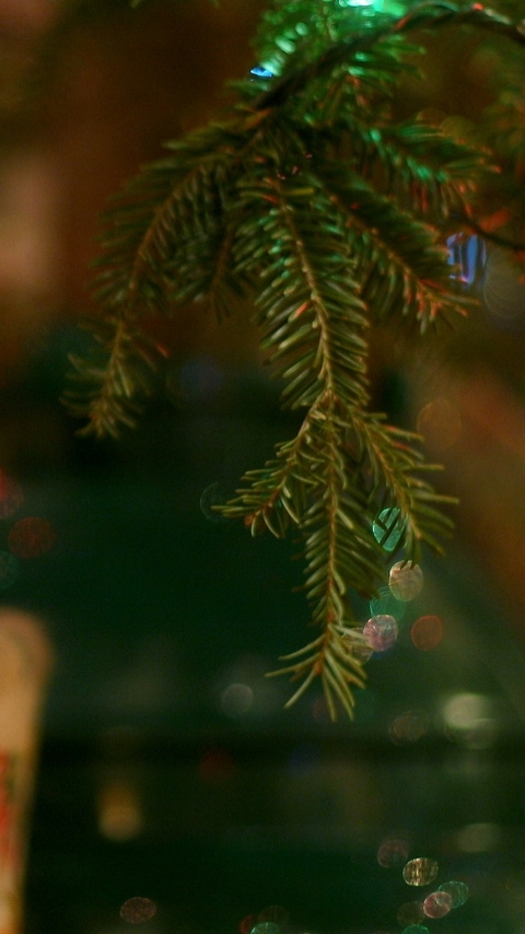 Baixar papel de parede para celular de Natal, Luz, Gato, Leve, Feriados, Luzes De Natal gratuito.