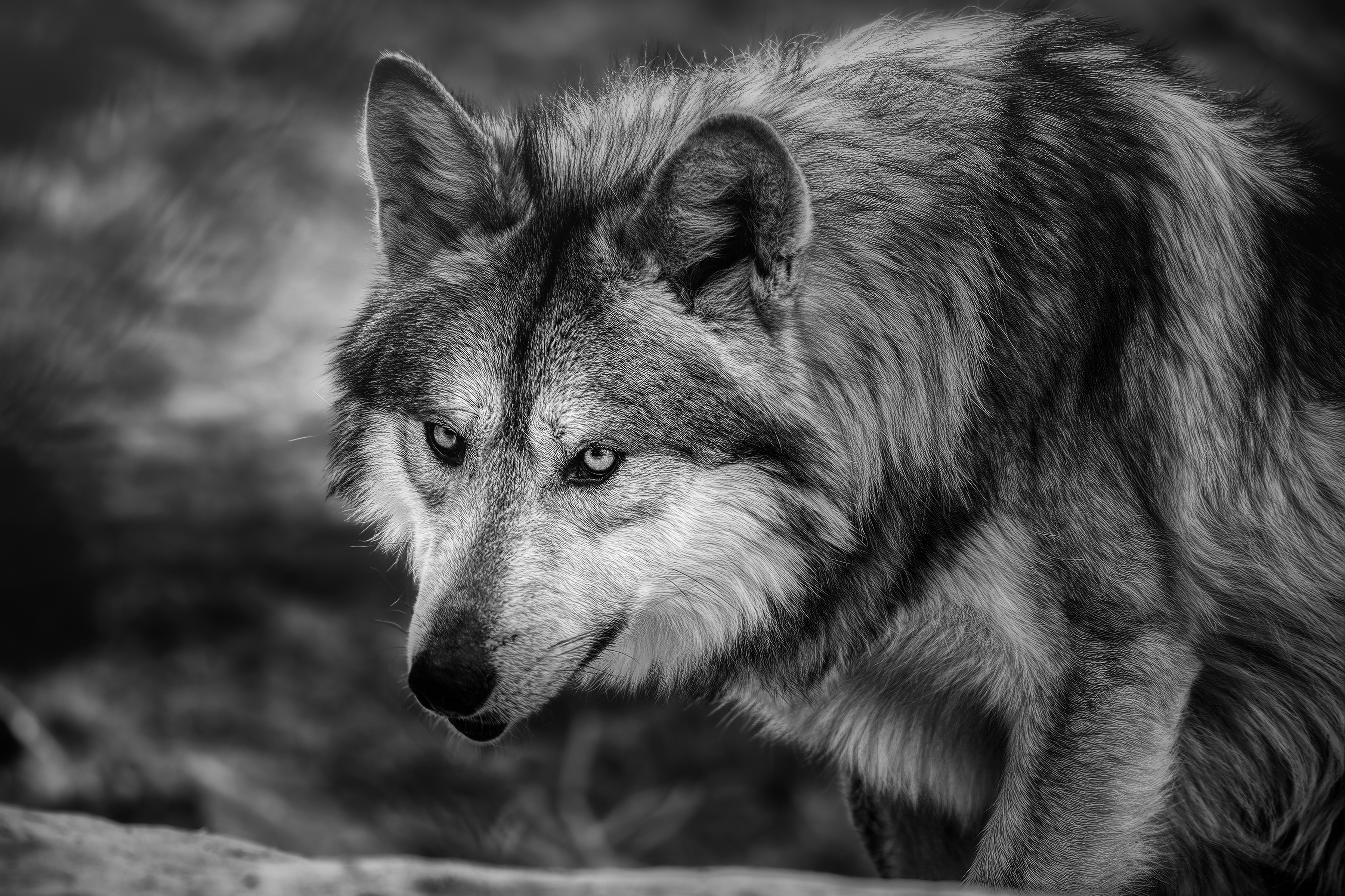 Descarga gratuita de fondo de pantalla para móvil de Animales, Lobo, Blanco Y Negro, Wolves.