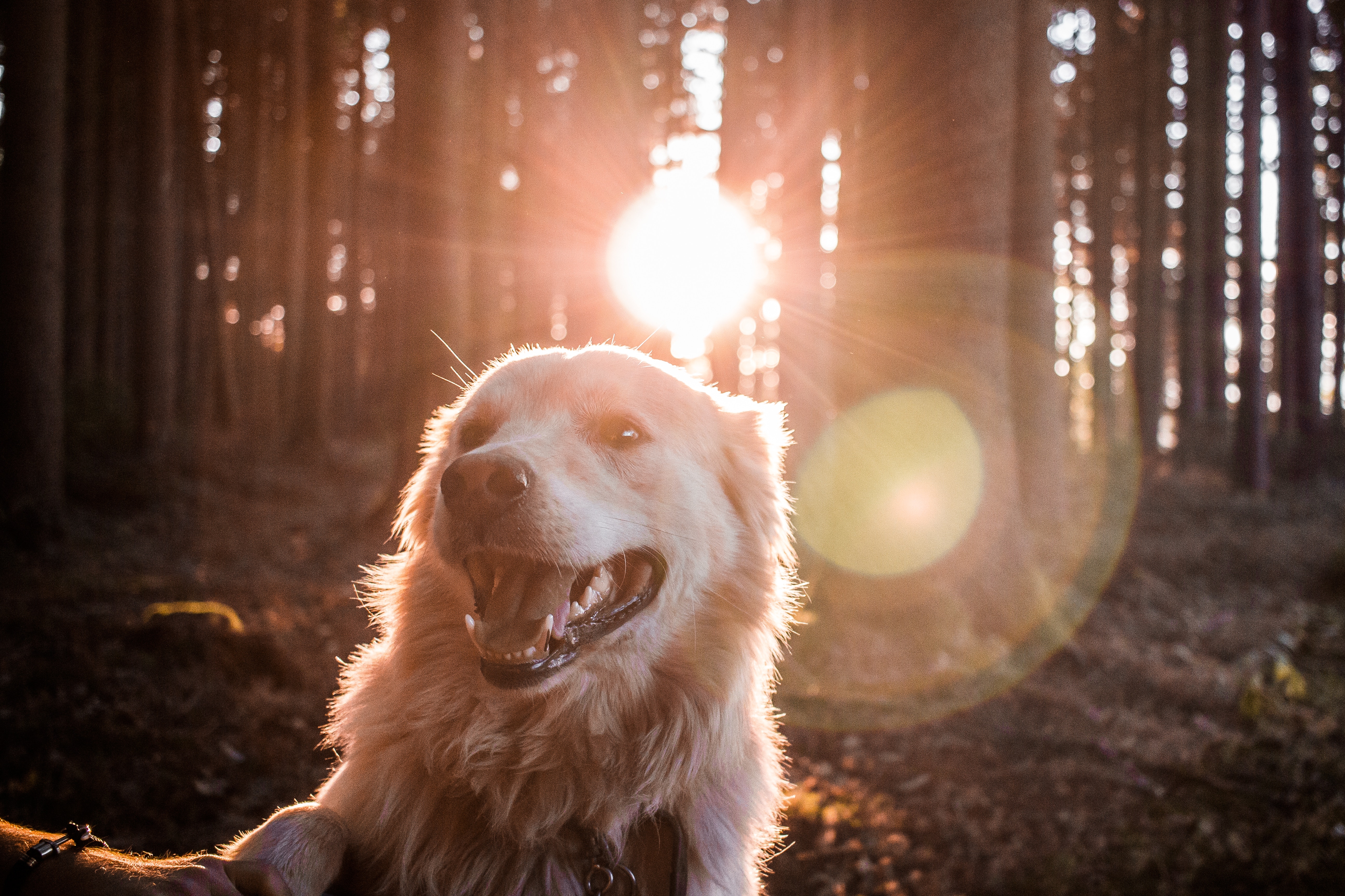 100256 завантажити картинку тварини, ліс, собака, пес, сонячне світло, сонячного світла, щасливий - шпалери і заставки безкоштовно