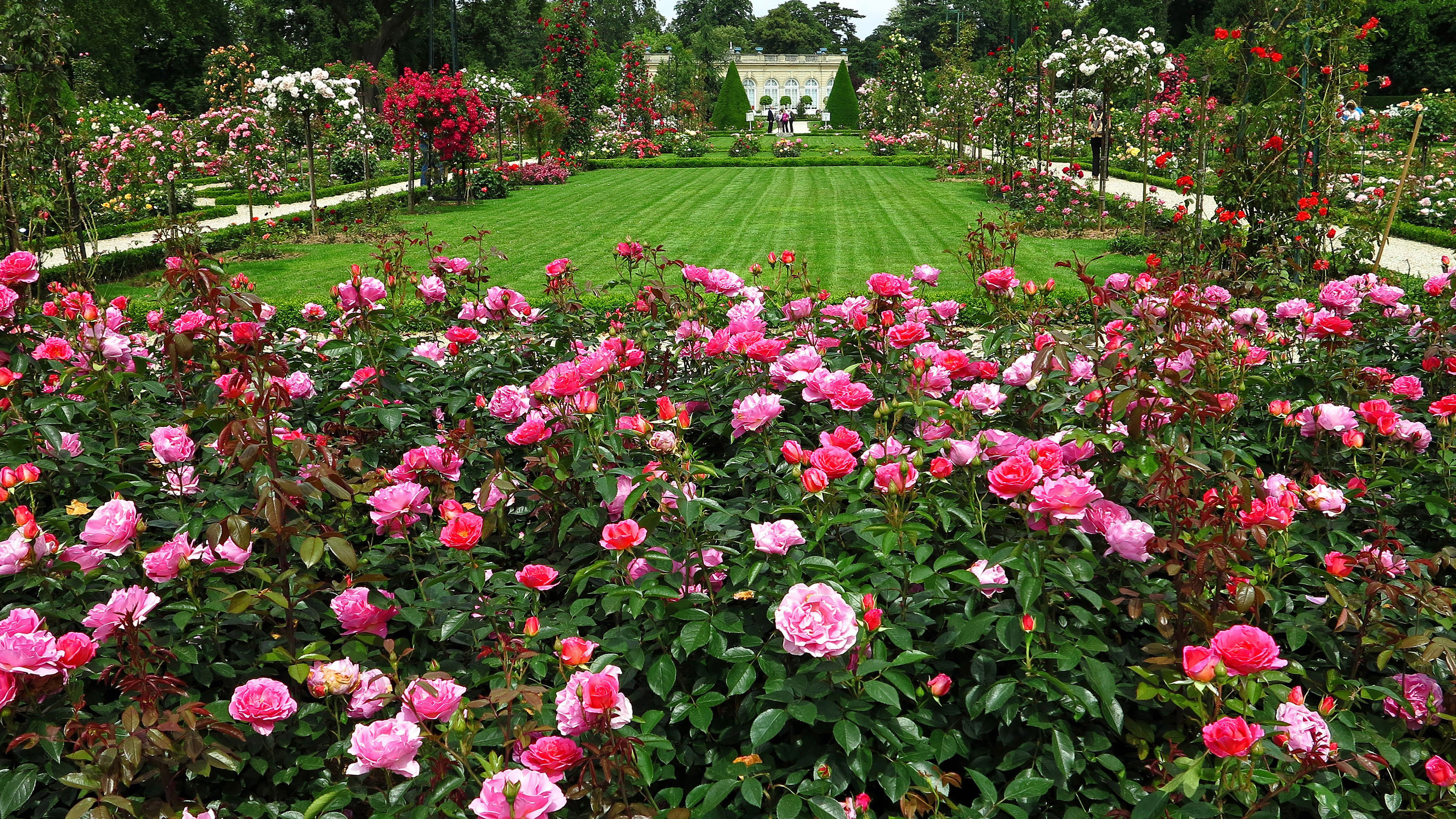 818531 завантажити шпалери рожева квітка, створено людиною, сад, англія, квітка, трояндовий кущ, роза - заставки і картинки безкоштовно