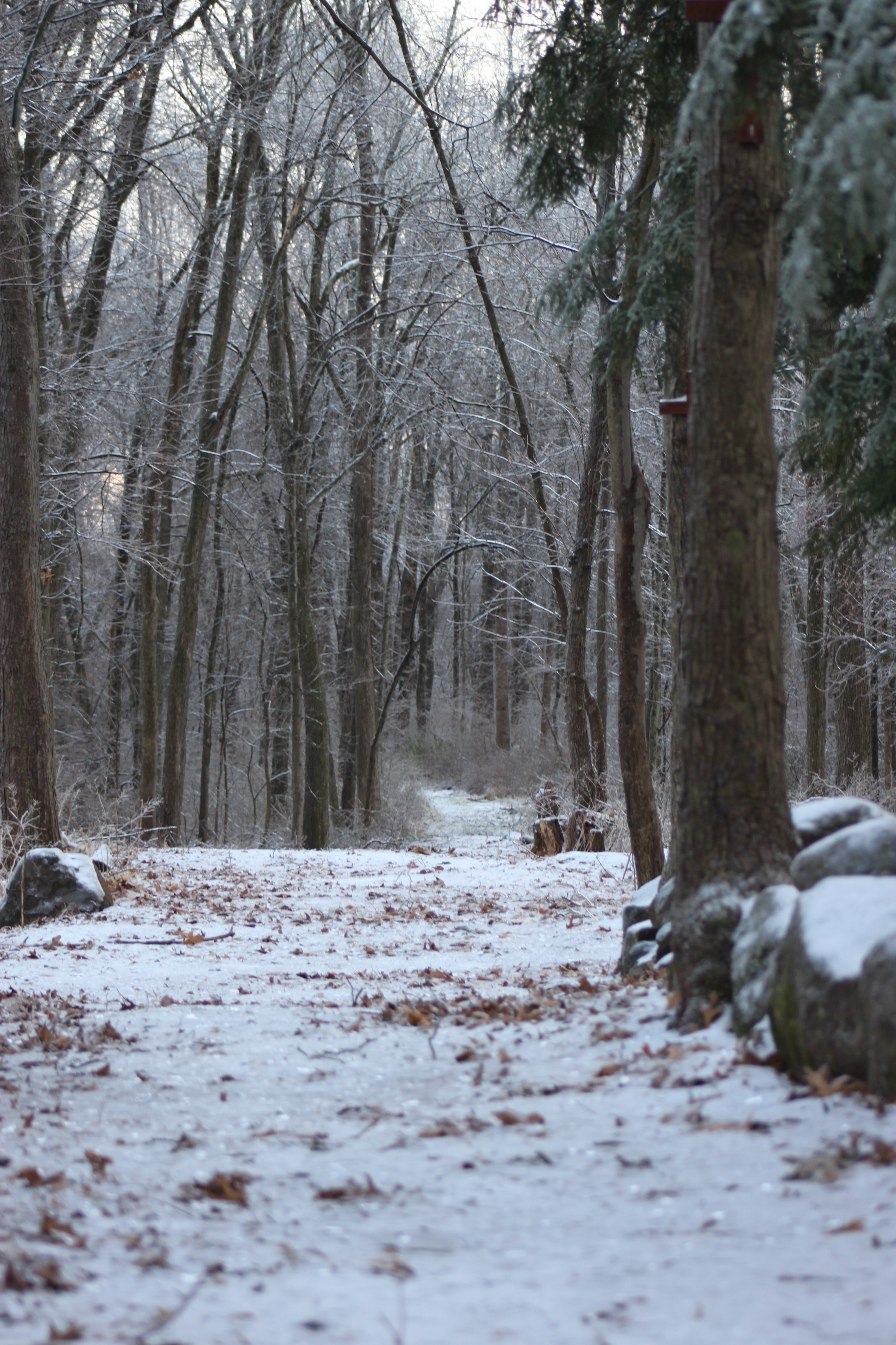Descarga gratis la imagen Invierno, Naturaleza, Nieve, Camino, Bosque en el escritorio de tu PC