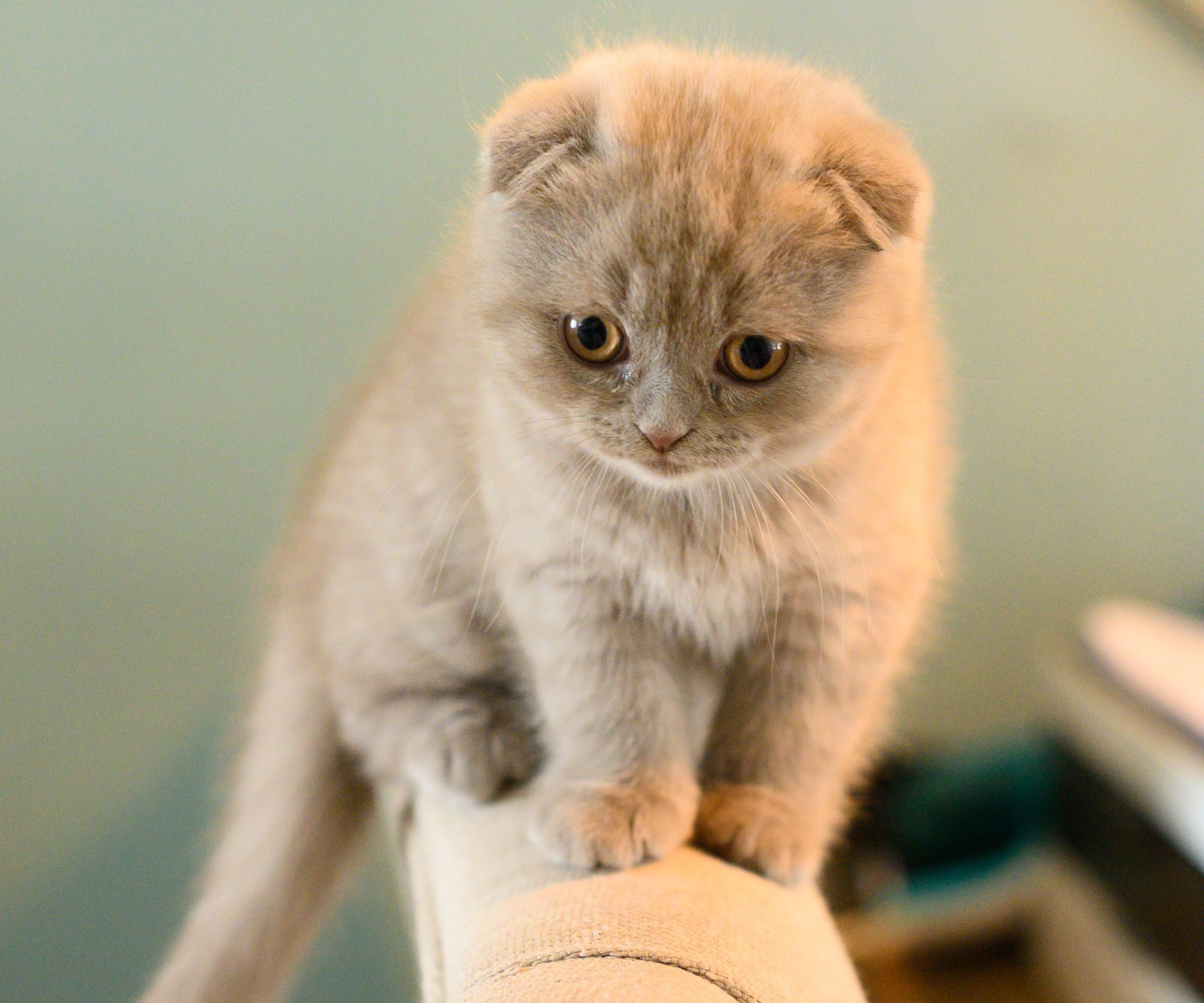 Baixe gratuitamente a imagem Animais, Gatos, Gato, Olhar Fixamente na área de trabalho do seu PC