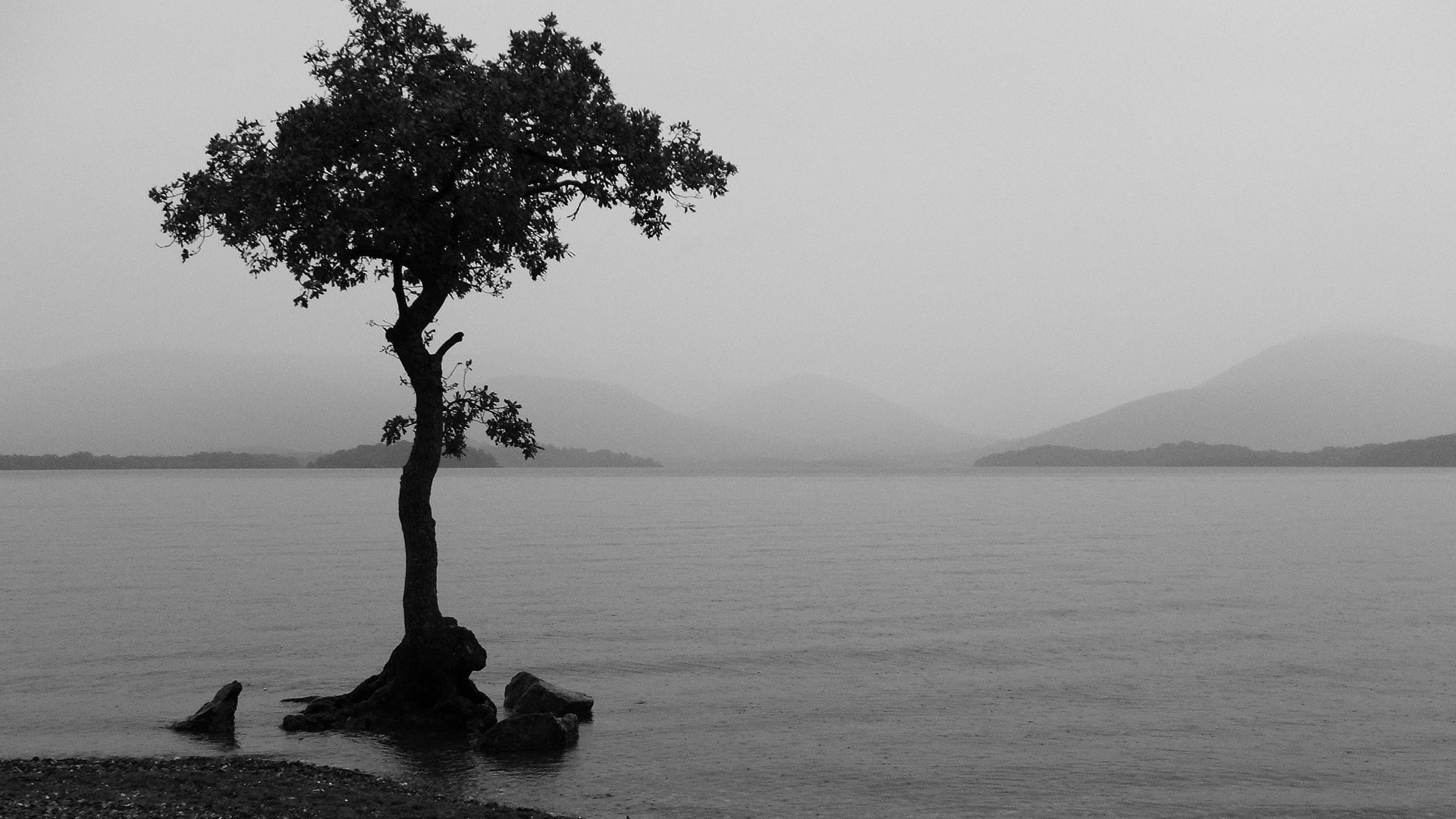 Téléchargez gratuitement l'image Arbre, Terre/nature sur le bureau de votre PC