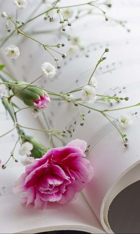 Download mobile wallpaper Flower, Earth, Carnation for free.