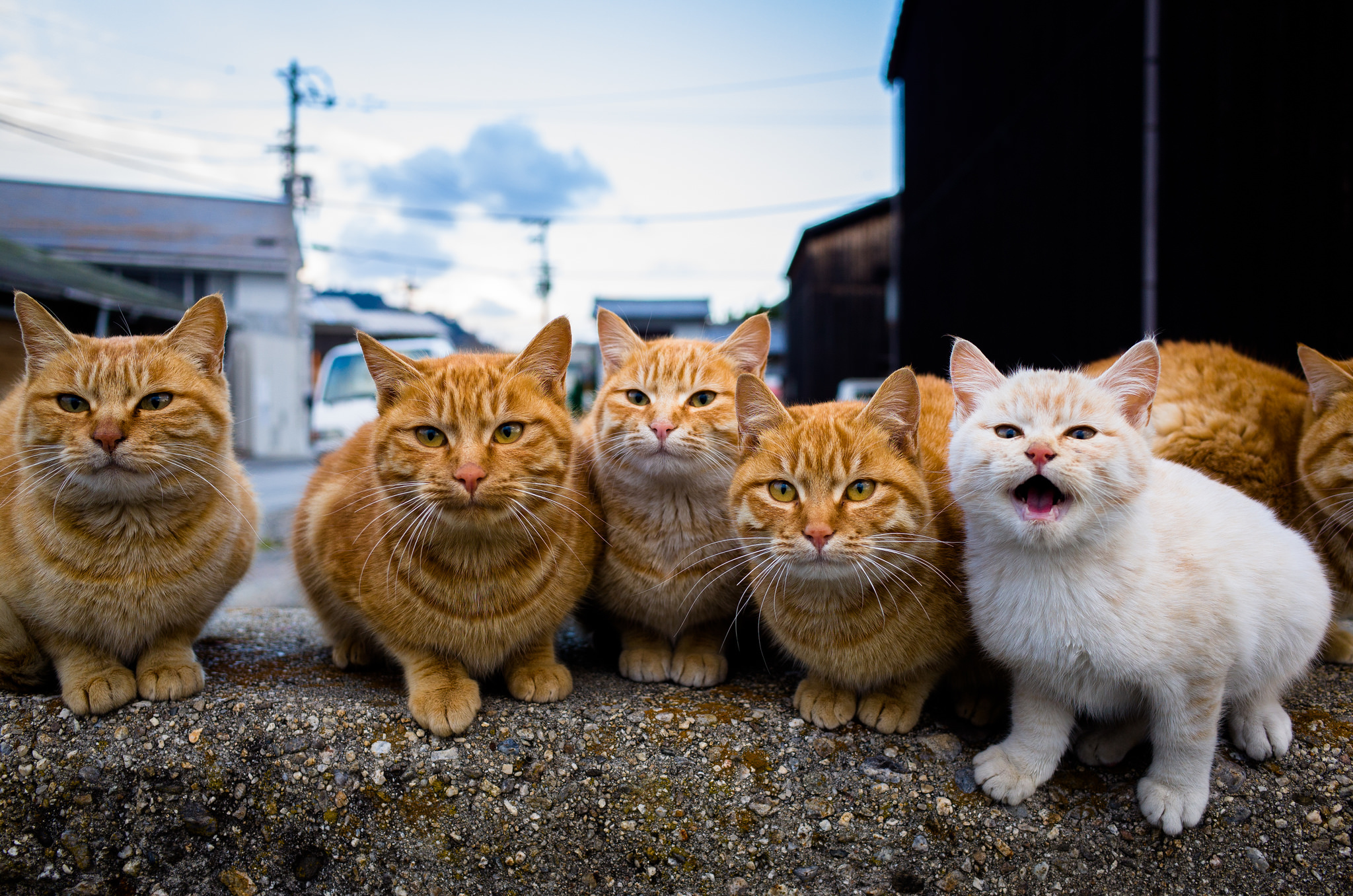 Baixar papel de parede para celular de Animais, Gatos, Gato gratuito.