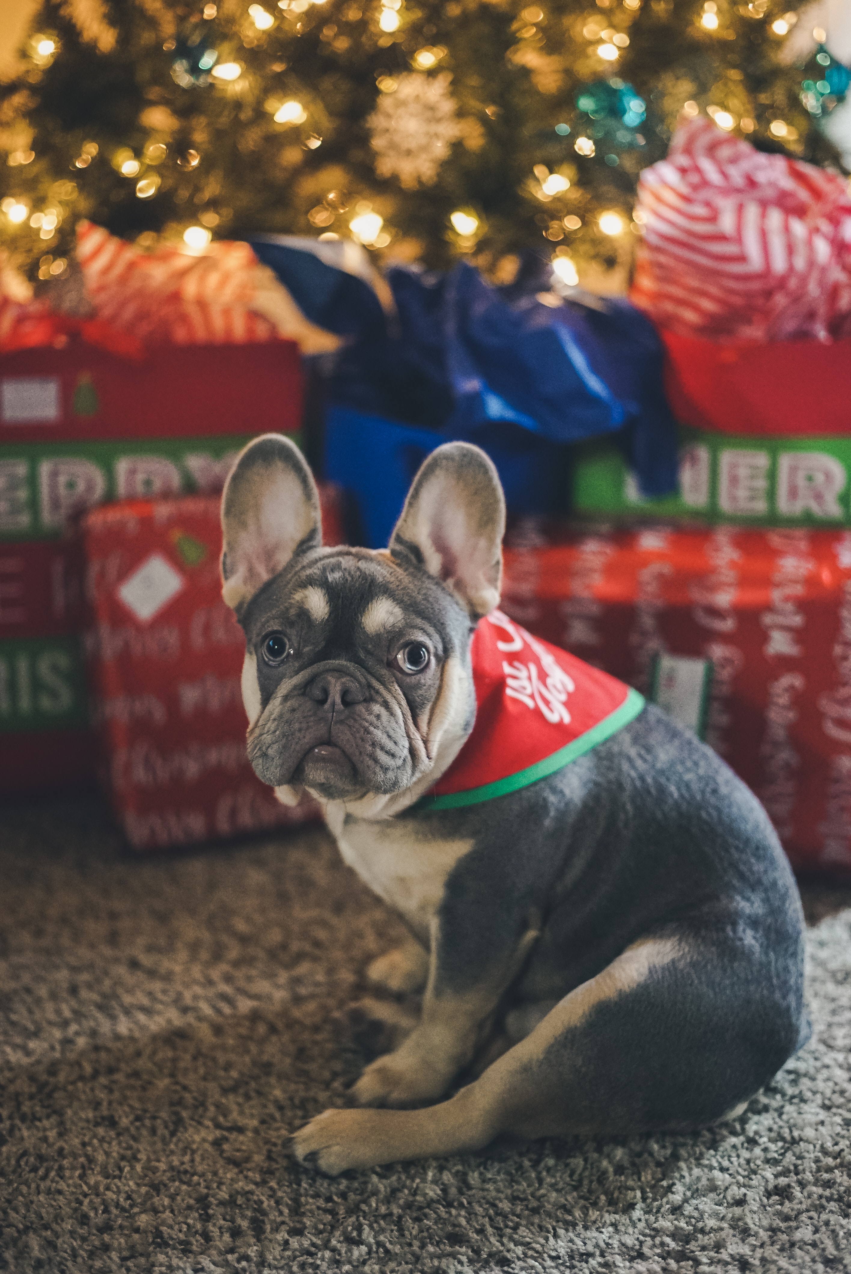 pet, animals, new year, dog, christmas tree, presents, gifts, french bulldog