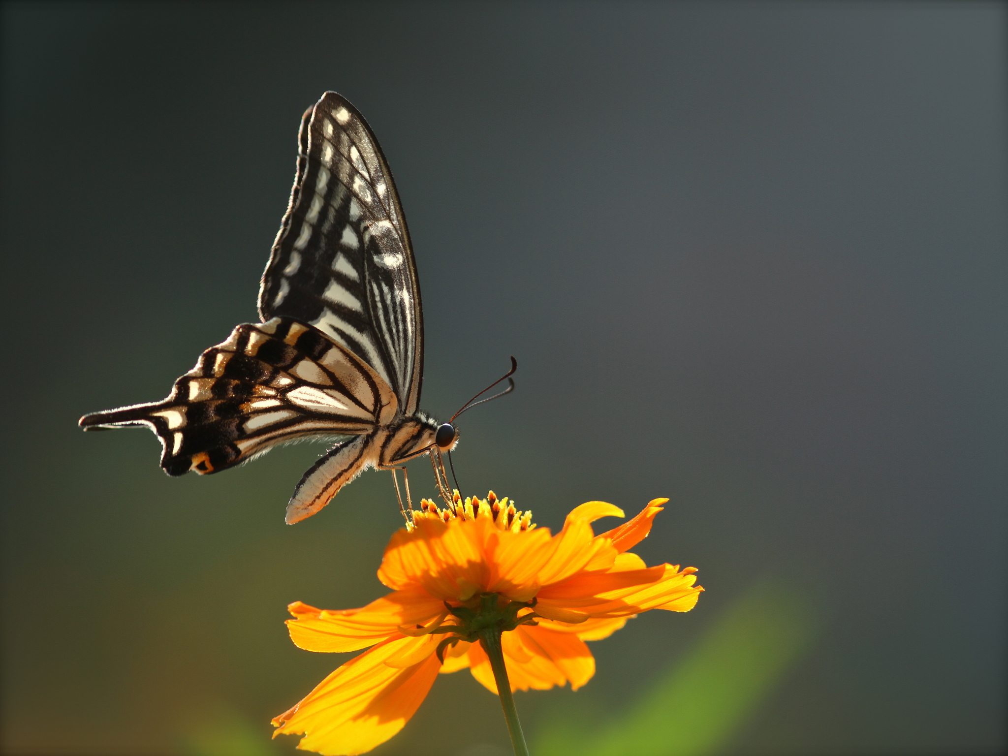 Скачати мобільні шпалери Комаха, Метелик, Тварина, Жовта Квітка безкоштовно.