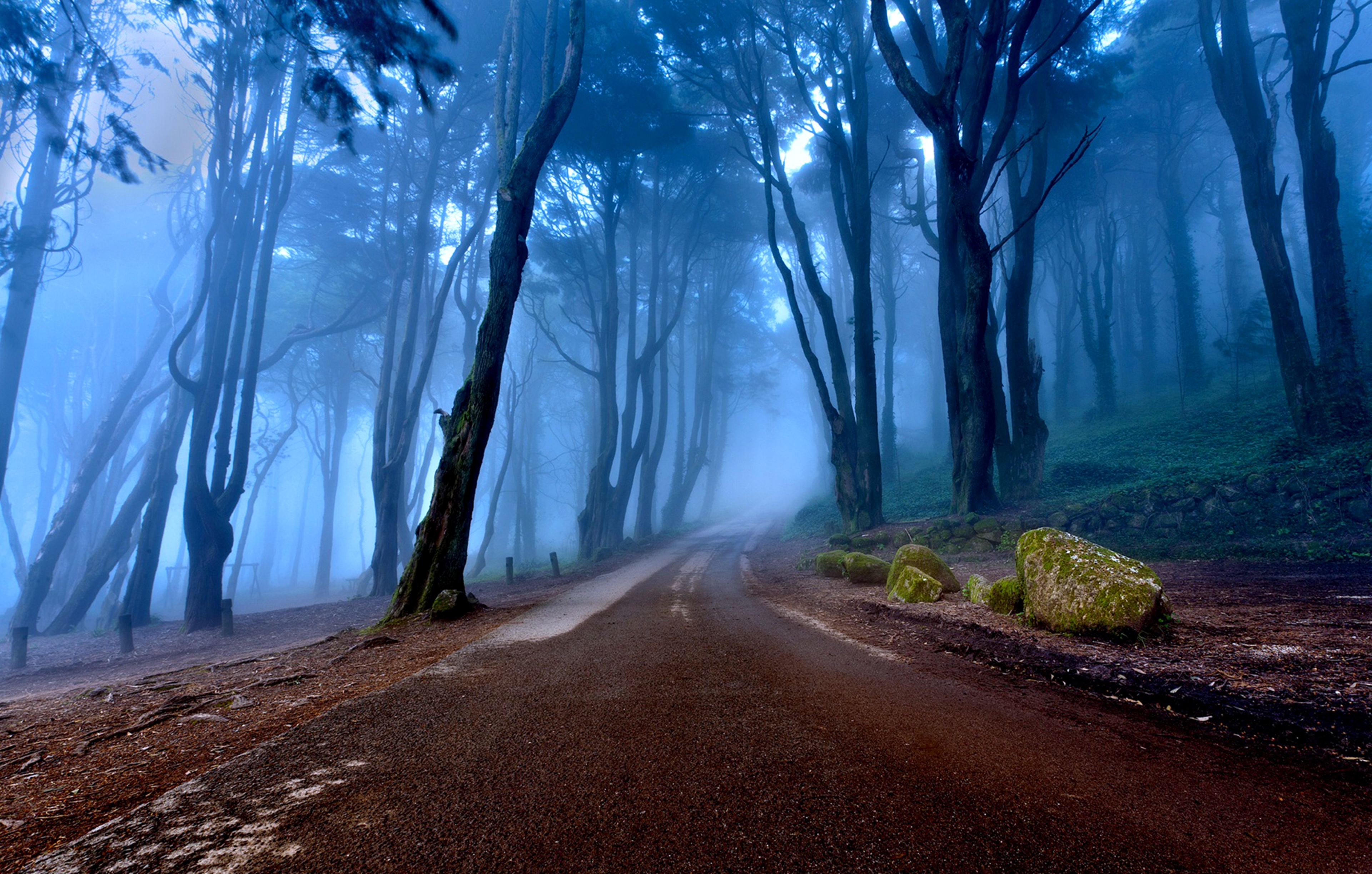 Laden Sie das Natur, Straße, Wald, Baum, Nebel, Menschengemacht-Bild kostenlos auf Ihren PC-Desktop herunter