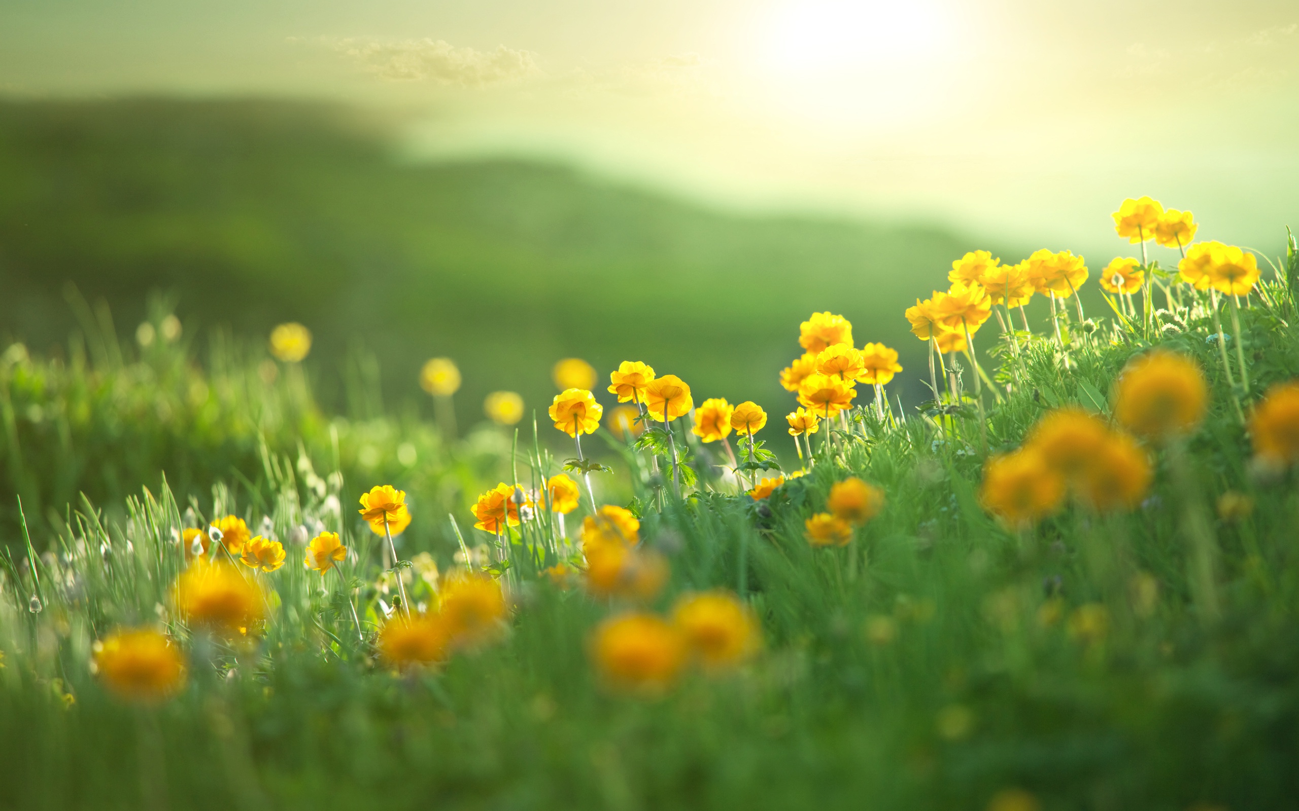 Download mobile wallpaper Nature, Flowers, Grass, Flower, Earth, Yellow Flower, Depth Of Field for free.