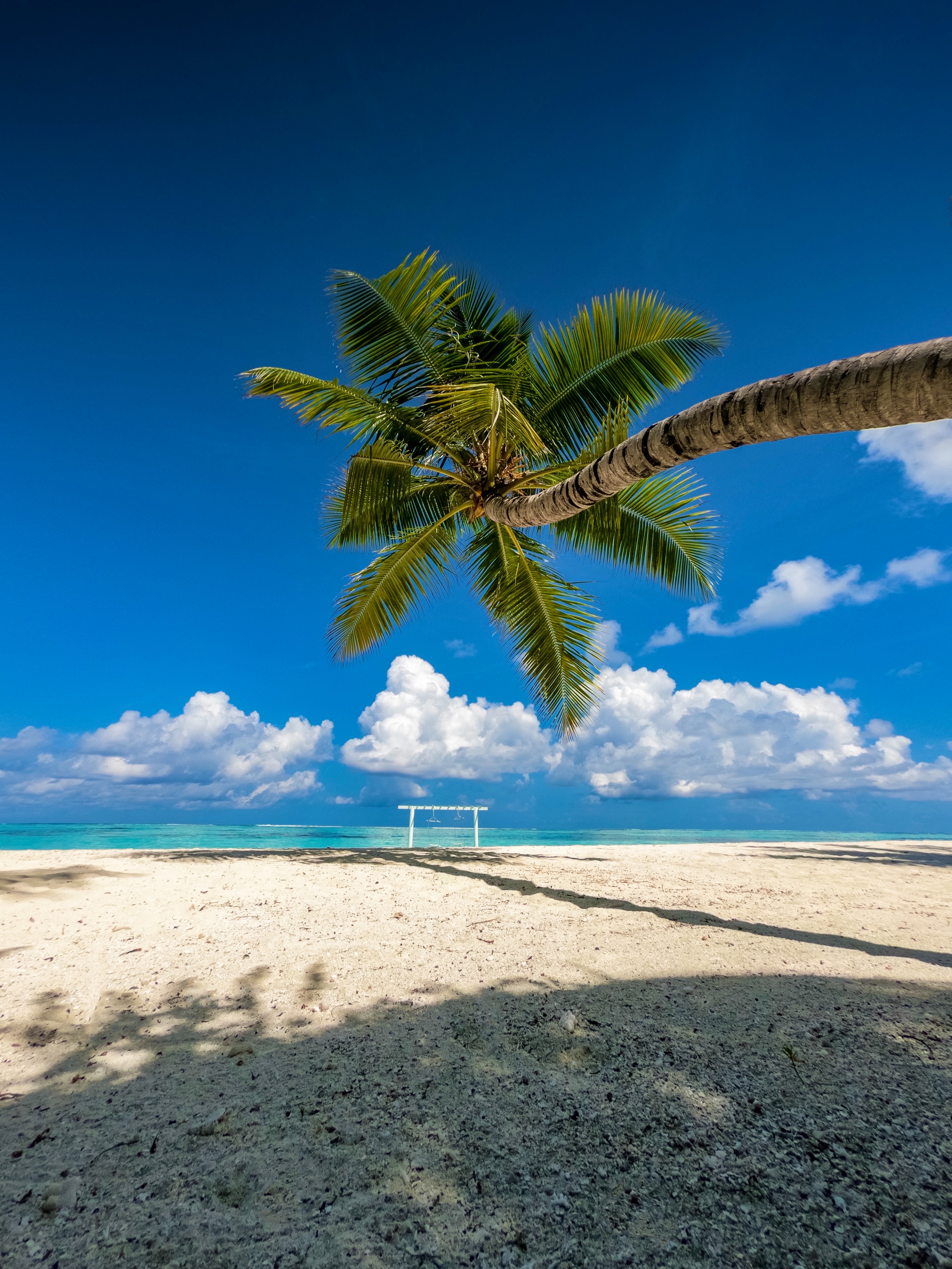 summer, nature, sea, beach, palm, tropics wallpaper for mobile