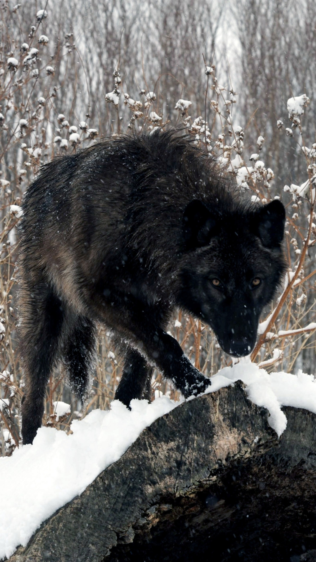 Téléchargez des papiers peints mobile Animaux, Loup, Neiger, Wolves gratuitement.