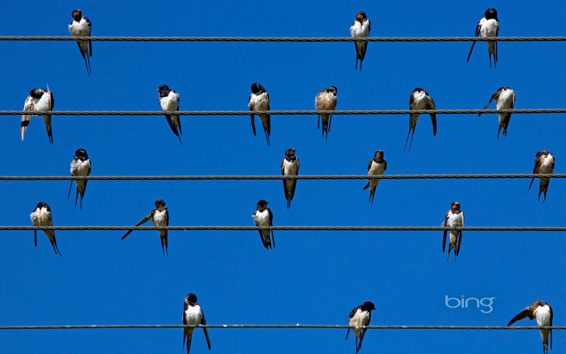 Baixe gratuitamente a imagem Animais, Aves, Pássaro na área de trabalho do seu PC