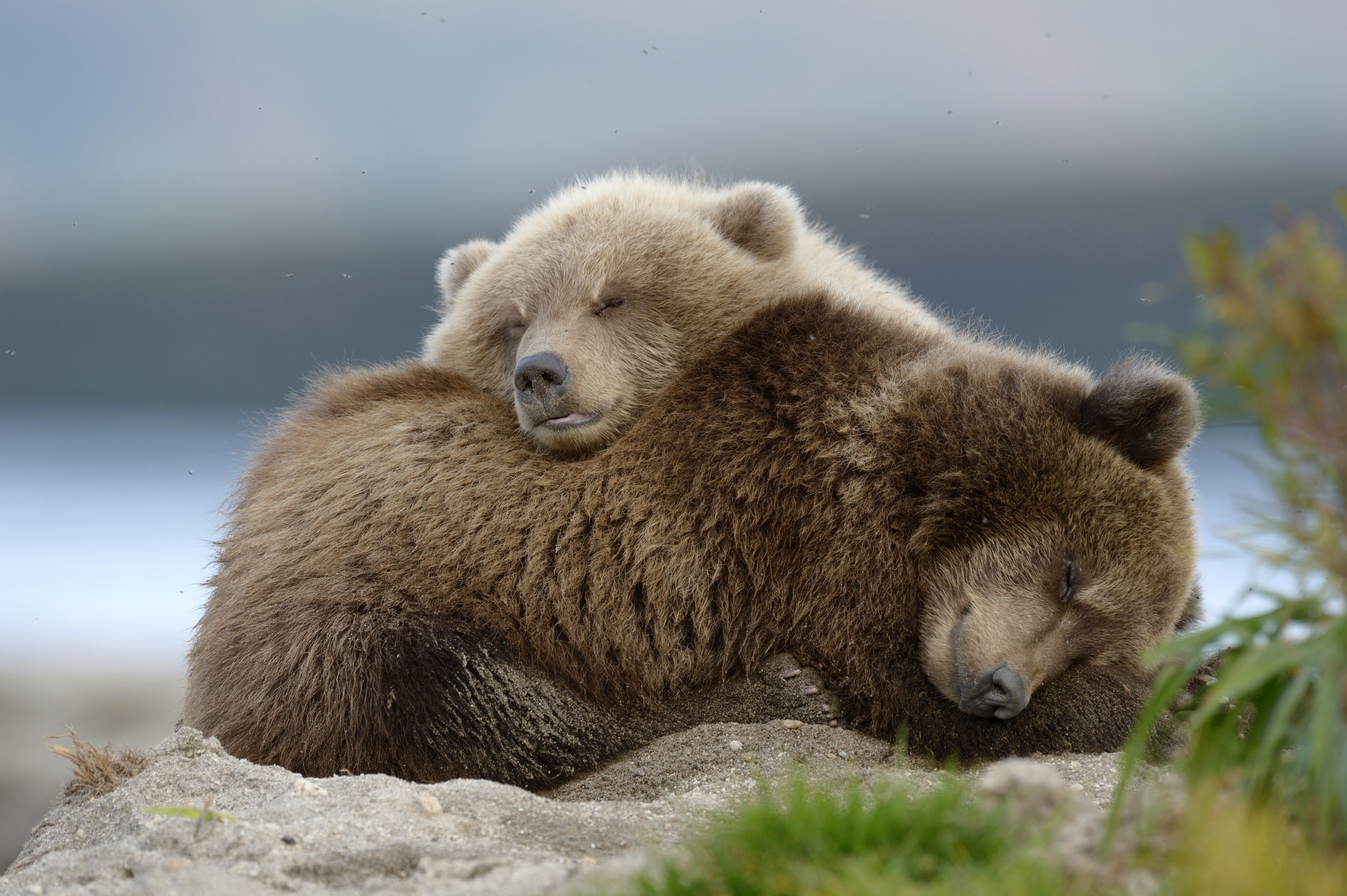 Free download wallpaper Bears, Bear, Predator, Animal, Baby Animal, Cub on your PC desktop
