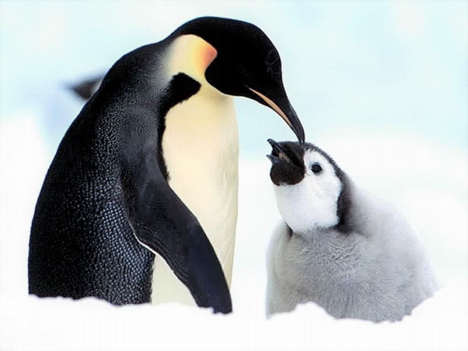 Скачать картинку Животные, Милый, Пингвин, Детеныш Животного, Императорский Пингвин в телефон бесплатно.