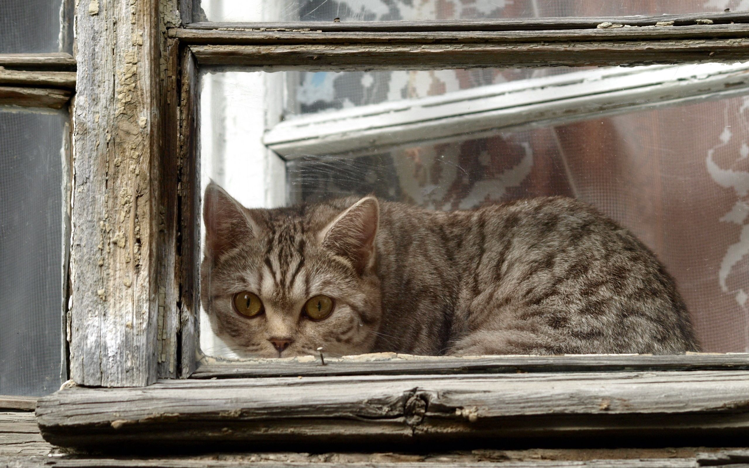 animals, cat, window, peek out, look out, frame