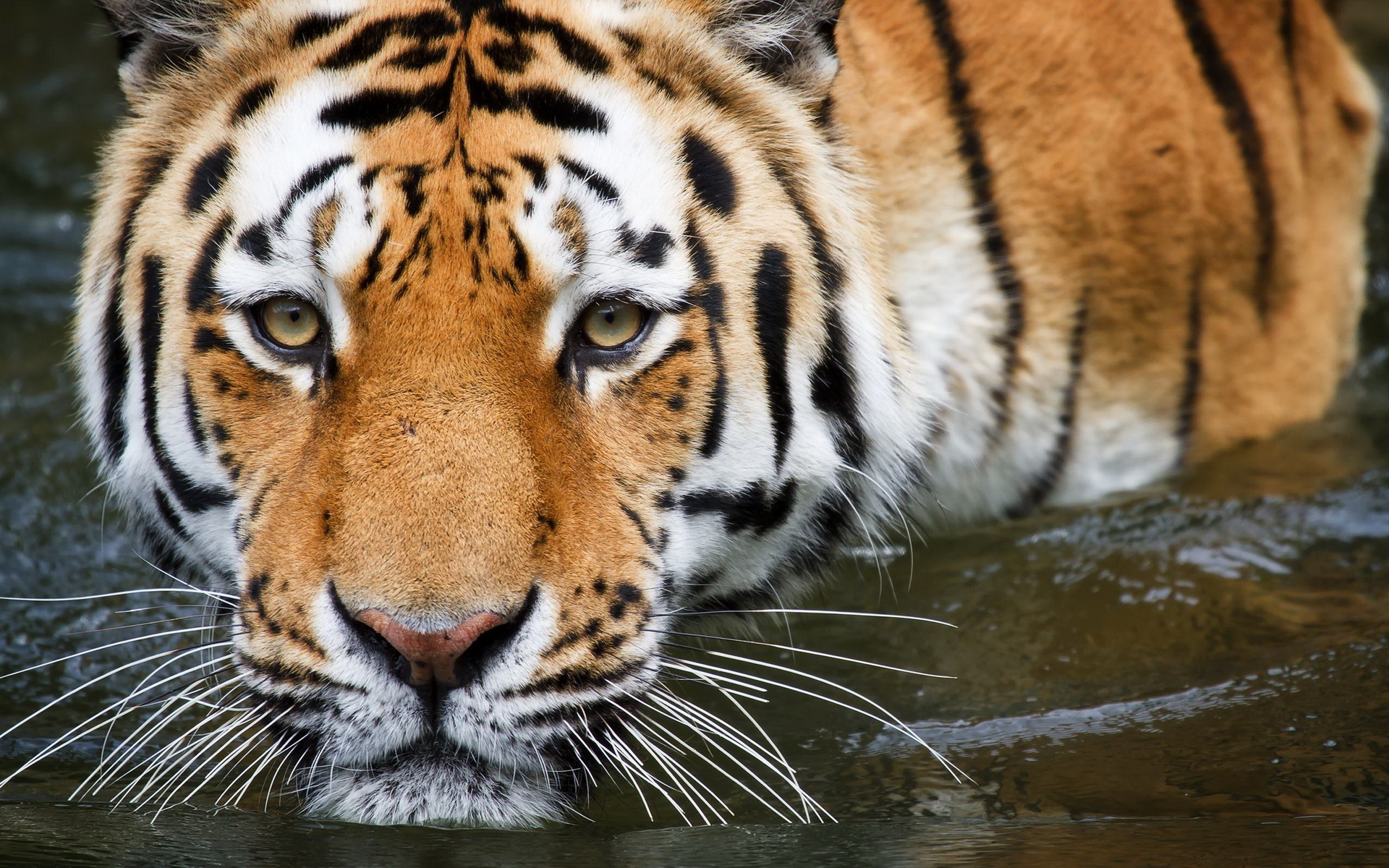 Baixar papel de parede para celular de Animais, Gatos, Tigre gratuito.