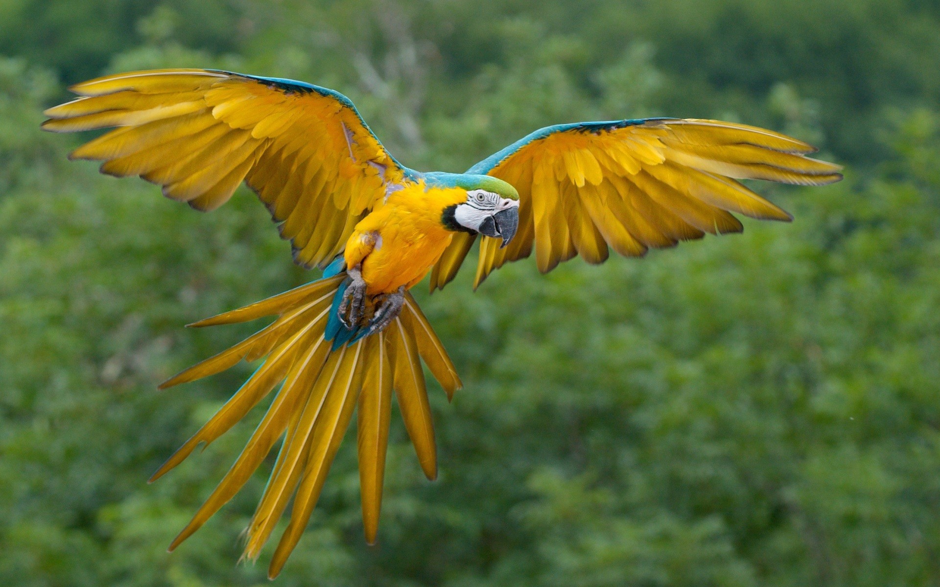 animal, blue and yellow macaw, bird, birds