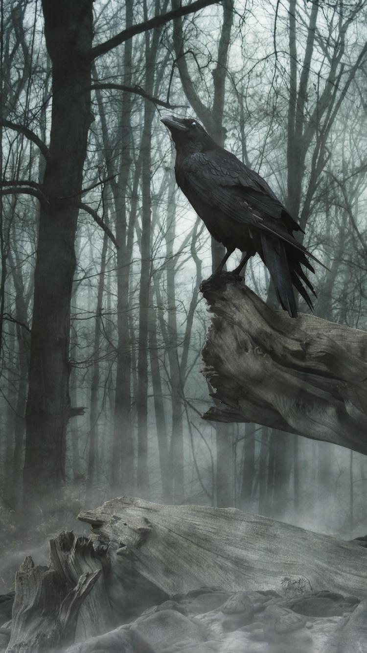 Download mobile wallpaper Dark, Fog, Animal, Raven, Skull for free.