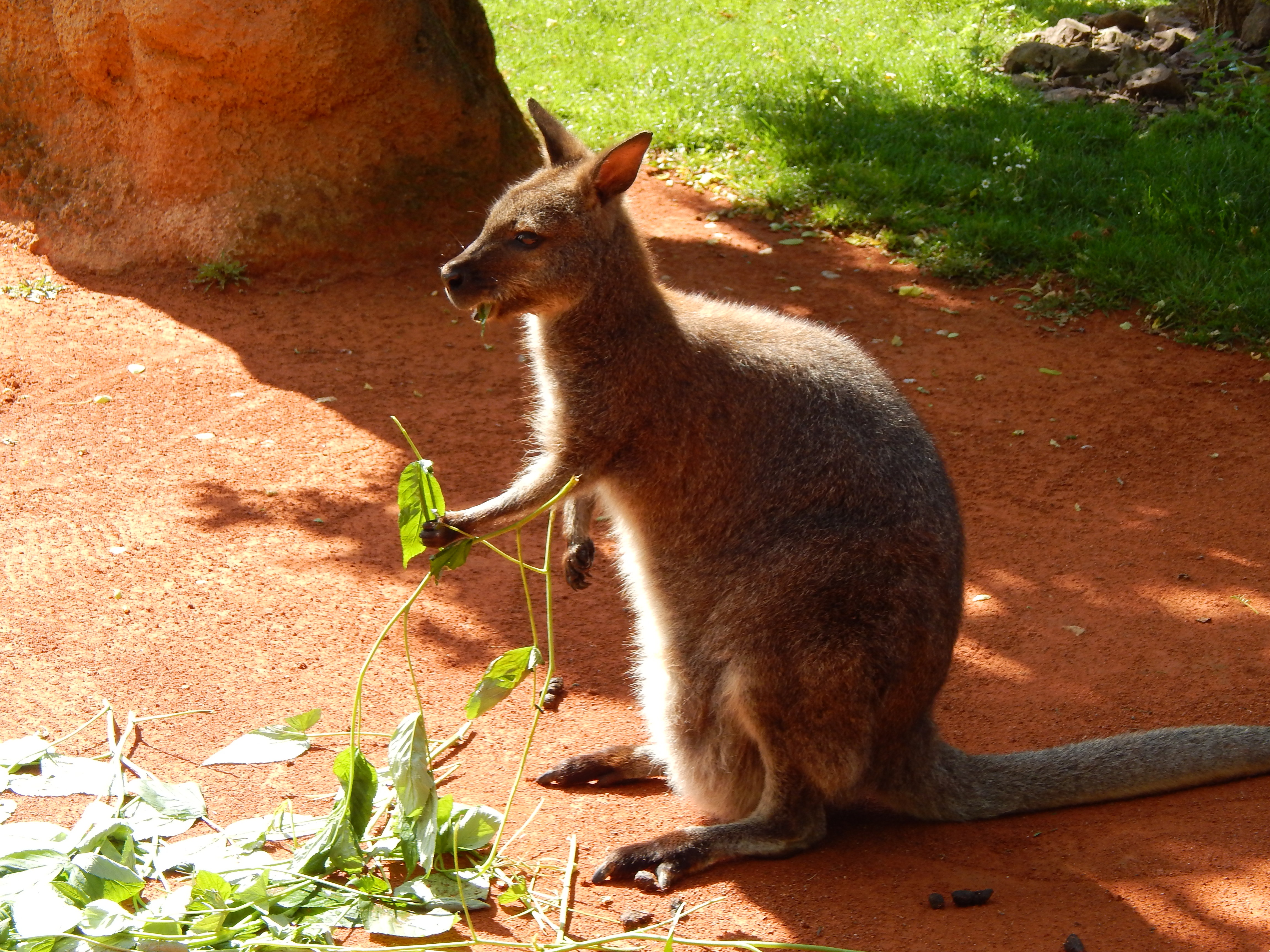 741208 télécharger l'image animaux, kangourou, marsupial, wallaby - fonds d'écran et économiseurs d'écran gratuits