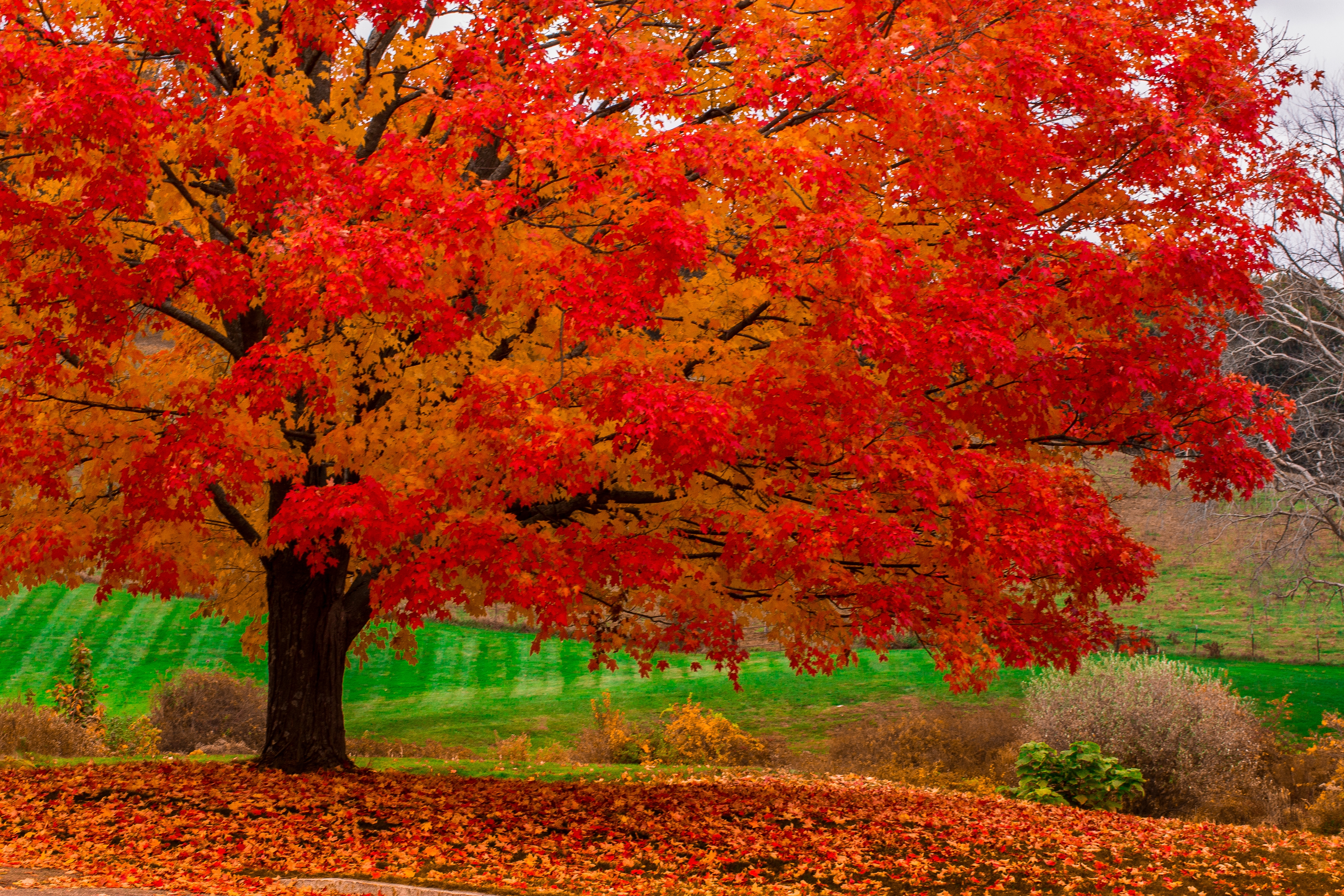 Handy-Wallpaper Bäume, Herbst, Baum, Erde/natur, Orange Farbe) kostenlos herunterladen.