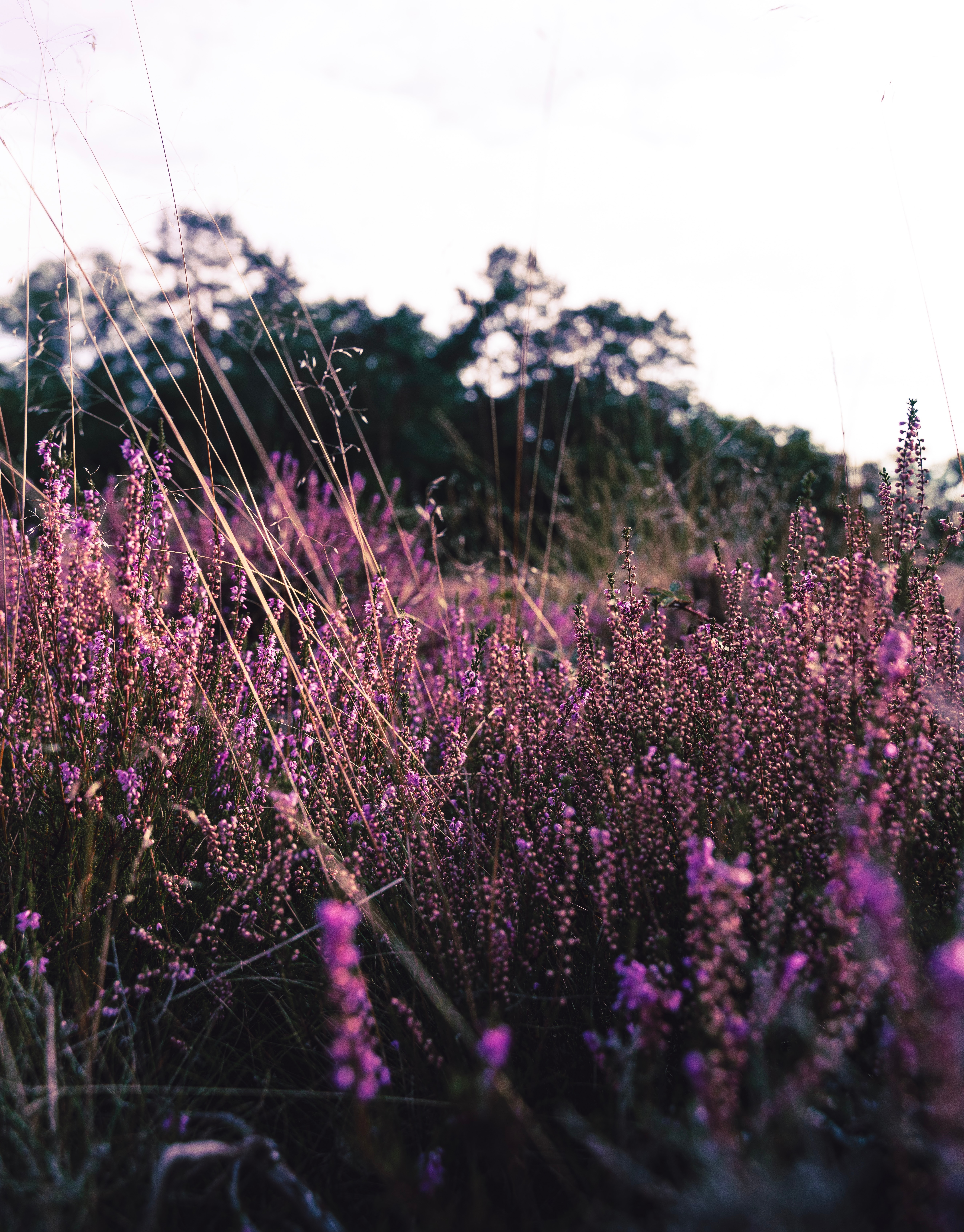 lavender, flowering, bloom, nature, flowers, violet, field, purple 32K