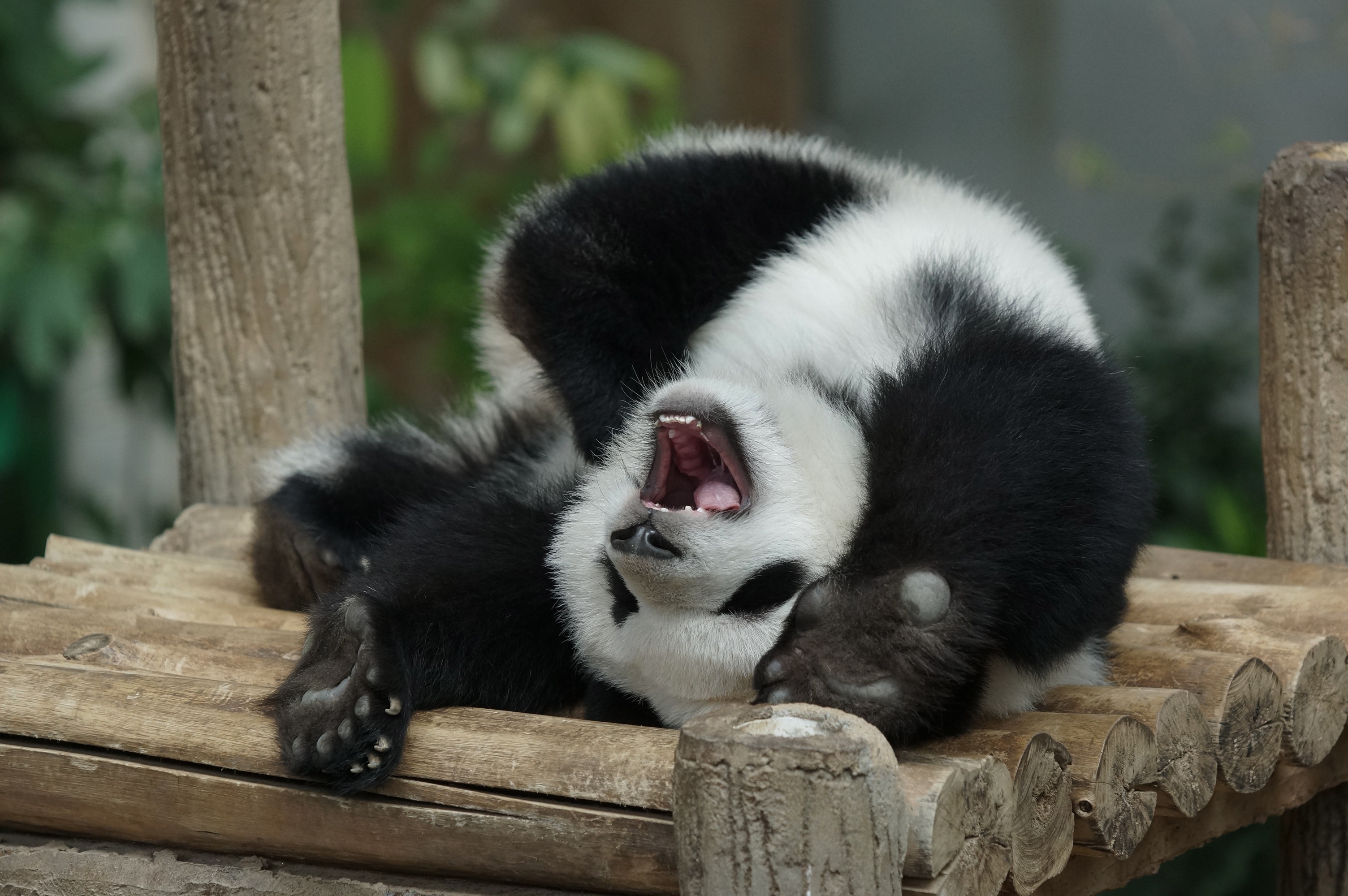 Handy-Wallpaper Tiere, Panda kostenlos herunterladen.