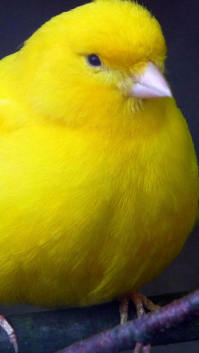 Download mobile wallpaper Animal, Canary for free.