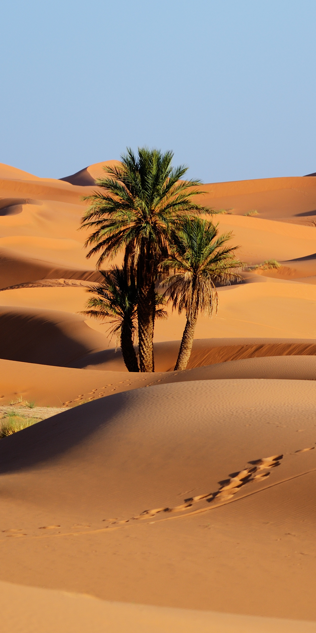 Скачать картинку Природа, Песок, Пустыня, Марокко, Дюна, Земля/природа в телефон бесплатно.