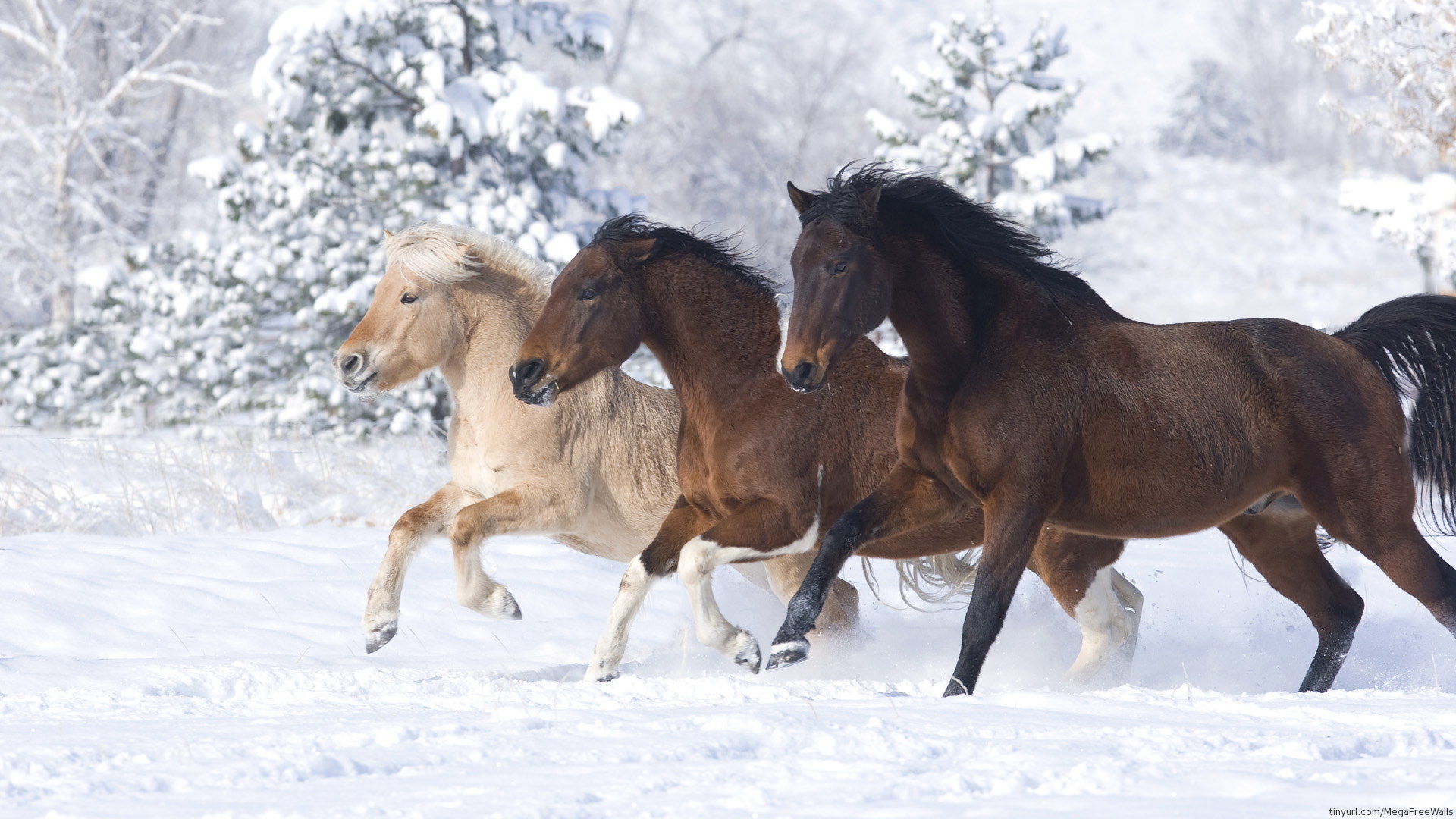 horse, animal, running, snow