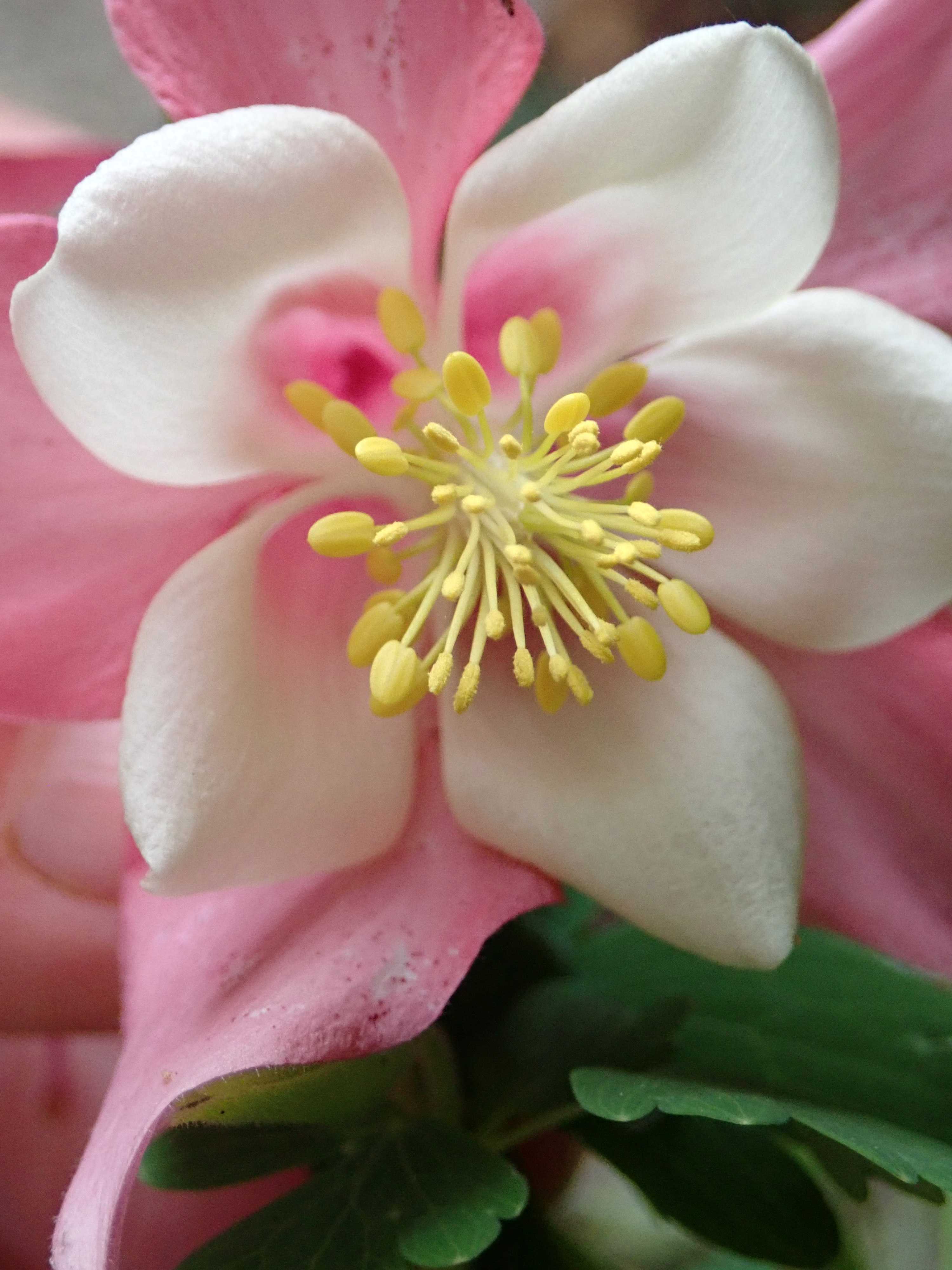 pink, flower, macro, aquilegia
