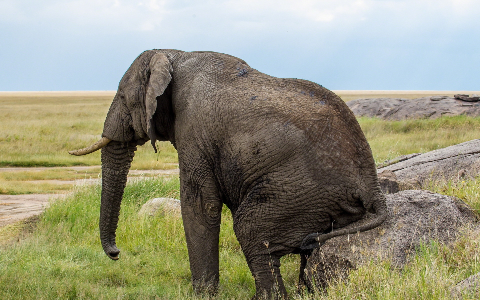302967 Hintergrundbild herunterladen tiere, afrikanischer elefant, elefanten - Bildschirmschoner und Bilder kostenlos