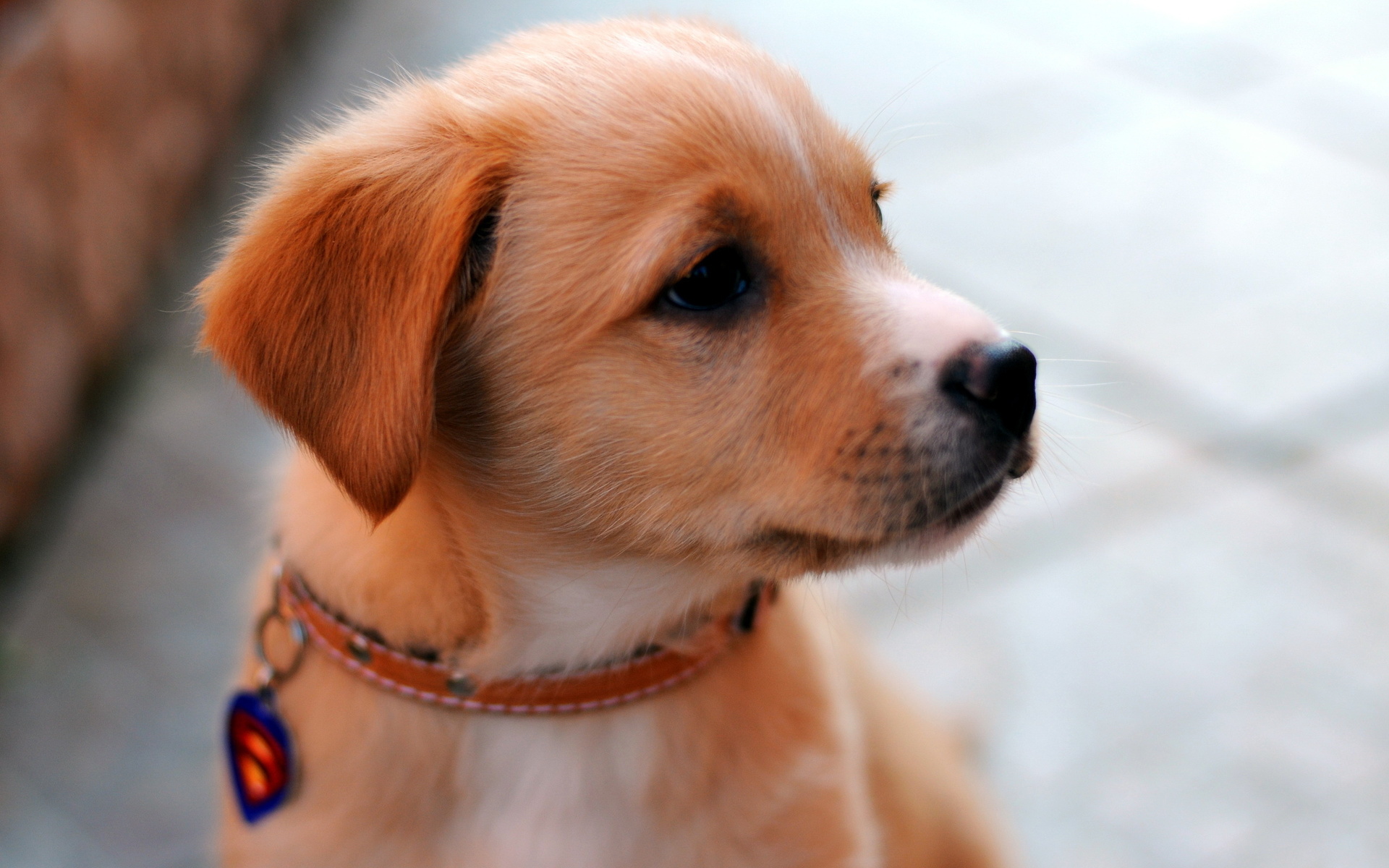 Téléchargez gratuitement l'image Animaux, Chien sur le bureau de votre PC