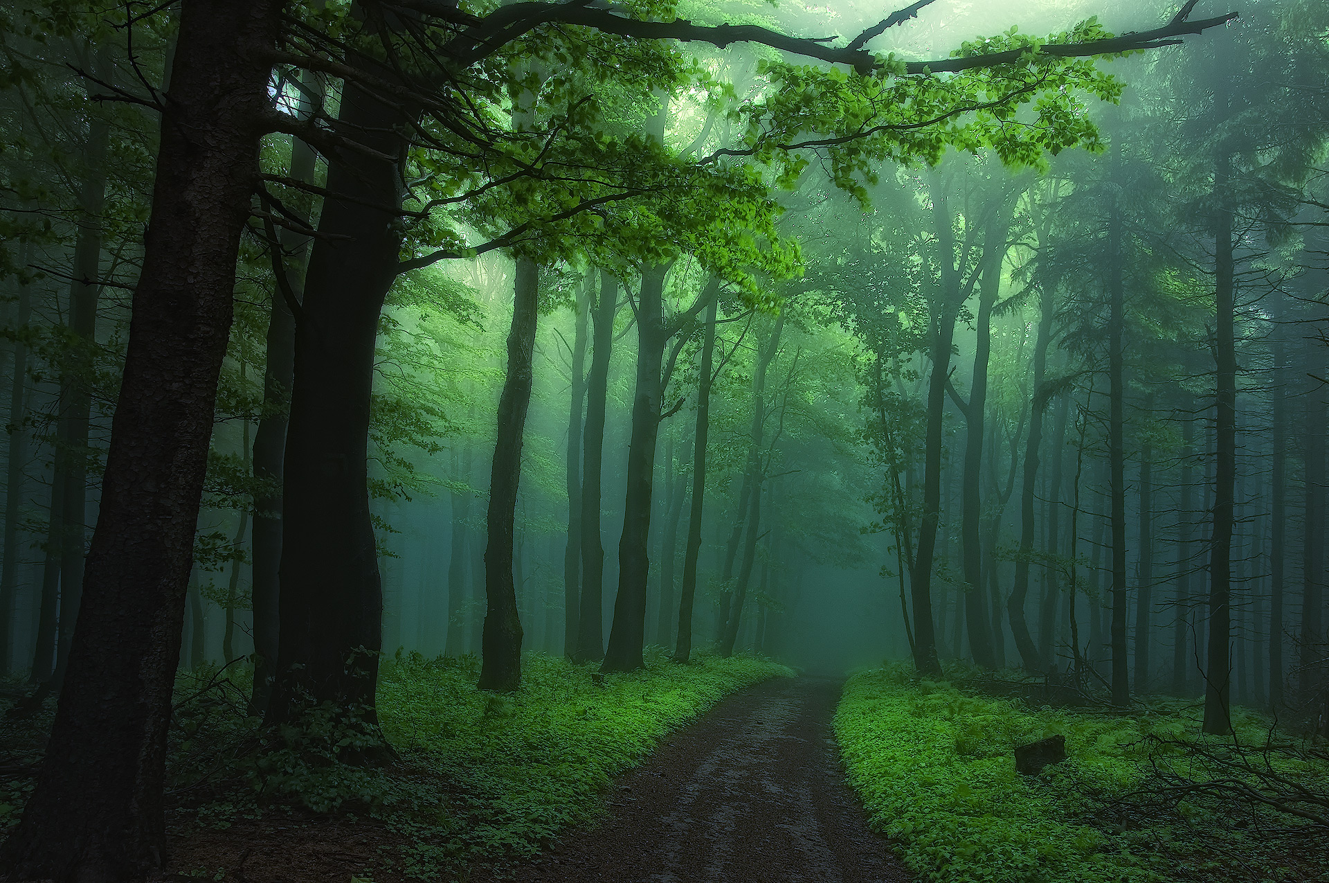 823845 скачать обои лес, зеленый, туман, земля/природа, дорожка, дерево - заставки и картинки бесплатно