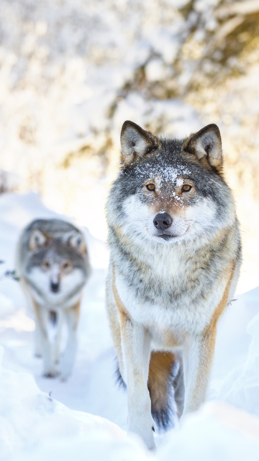 Скачать картинку Животные, Волки, Зима, Снег, Волк в телефон бесплатно.