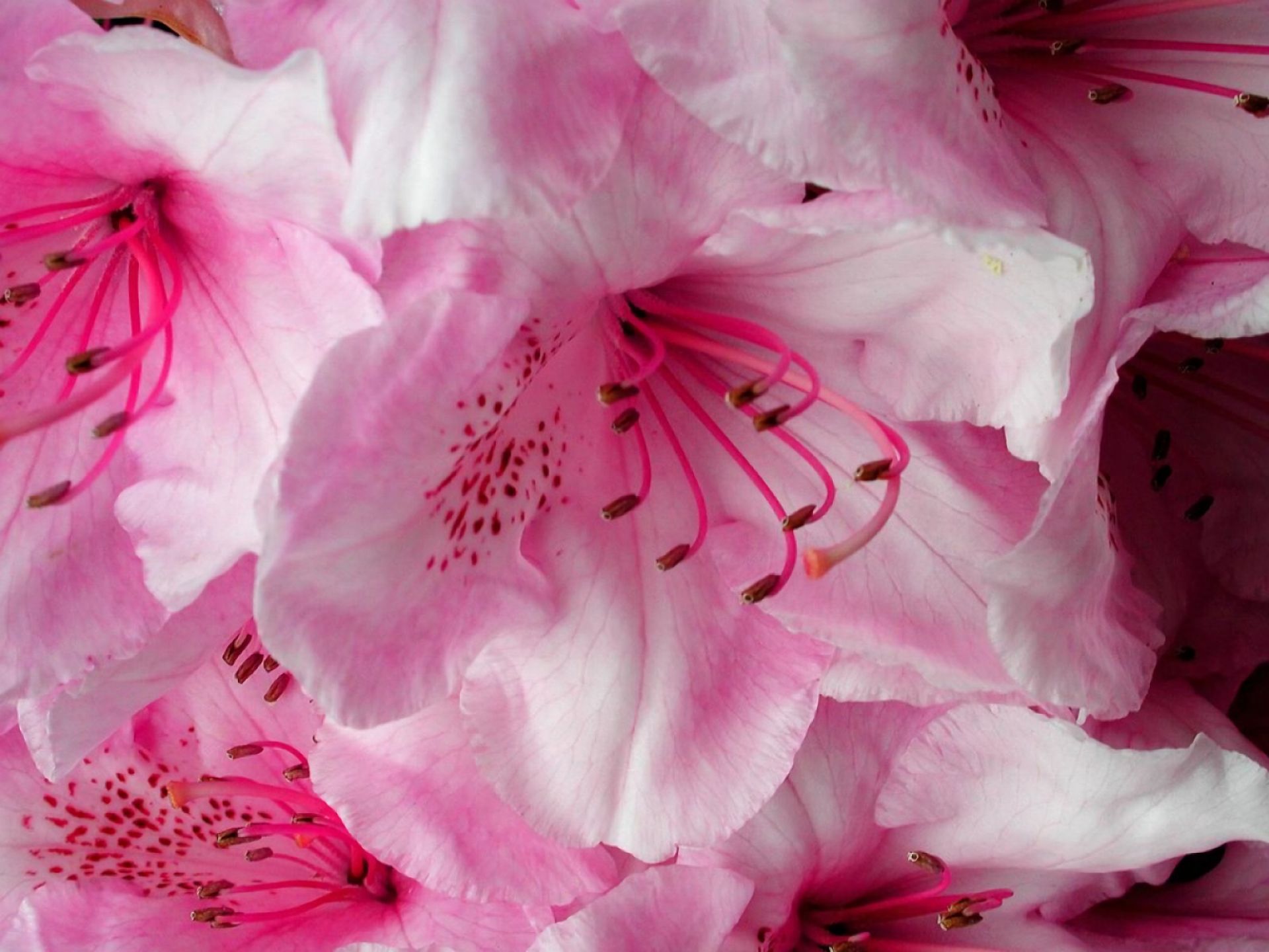 Descarga gratuita de fondo de pantalla para móvil de Flores, Flor, Flor Rosa, Florecer, Tierra/naturaleza.