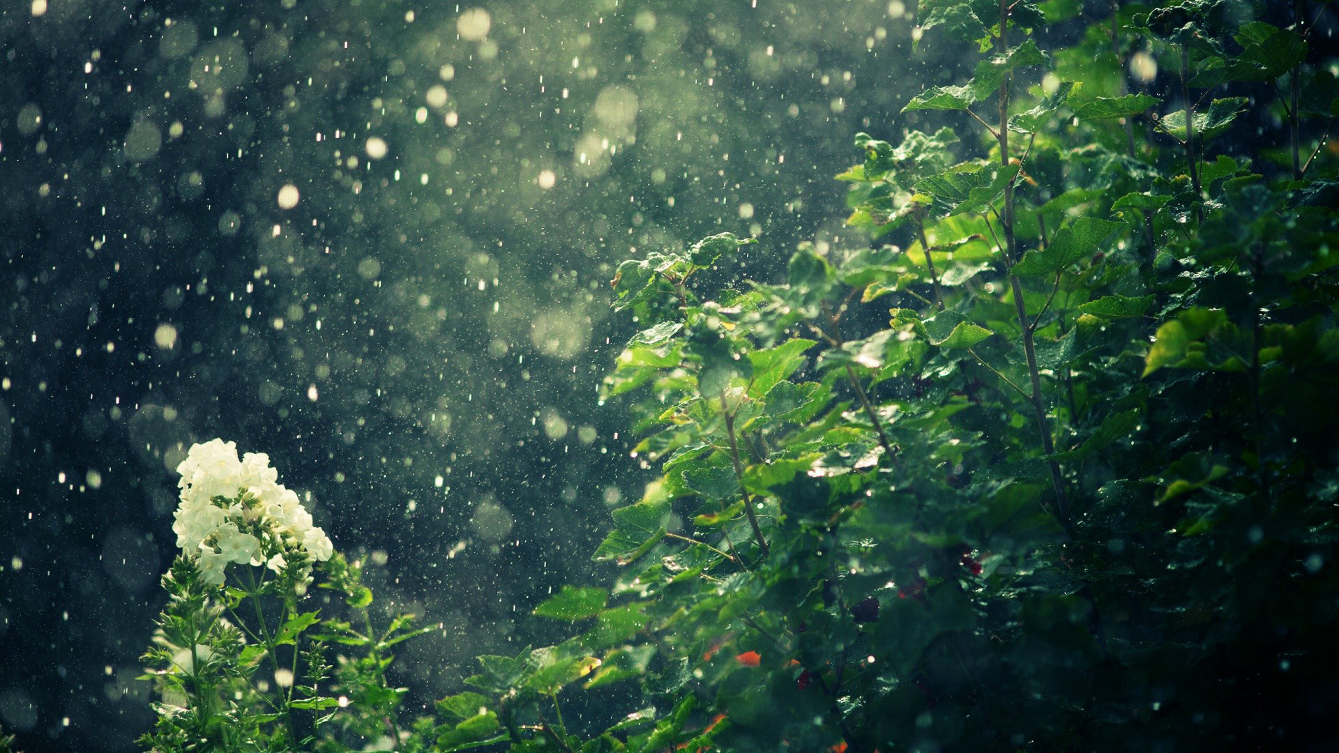 Descarga gratuita de fondo de pantalla para móvil de Flor, Tierra/naturaleza.