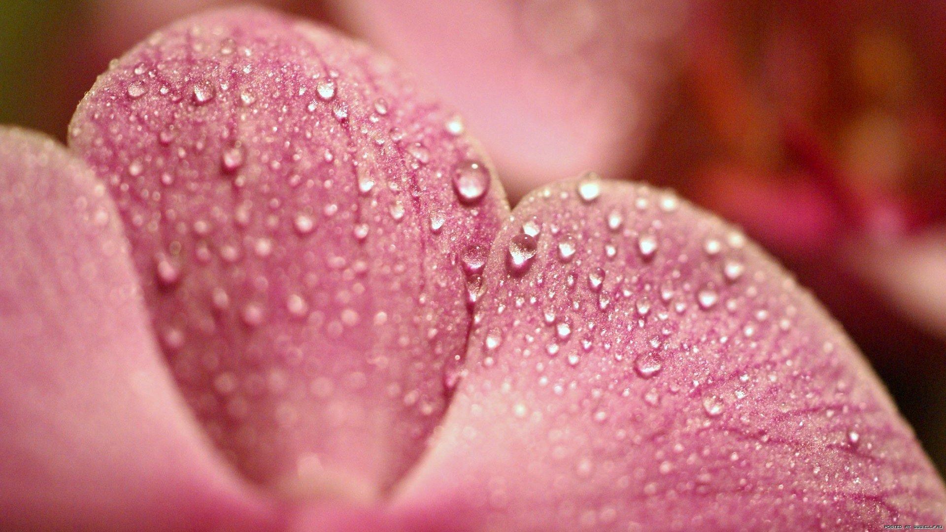 Download mobile wallpaper Petals, Dew, Macro, Flower, Drops, Surface for free.