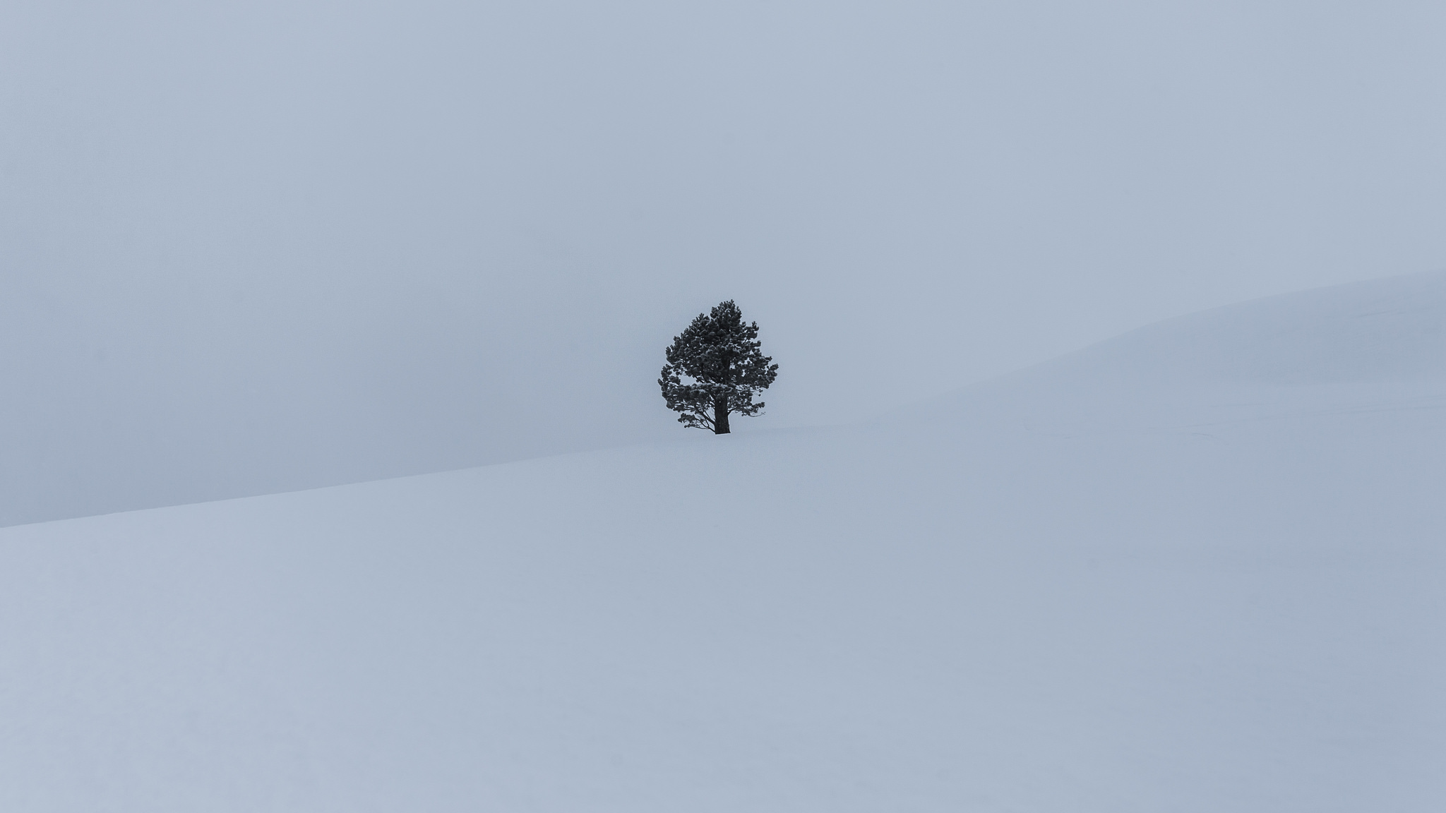 Laden Sie das Winter, Schnee, Baum, Erde/natur, Einsamer Baum-Bild kostenlos auf Ihren PC-Desktop herunter