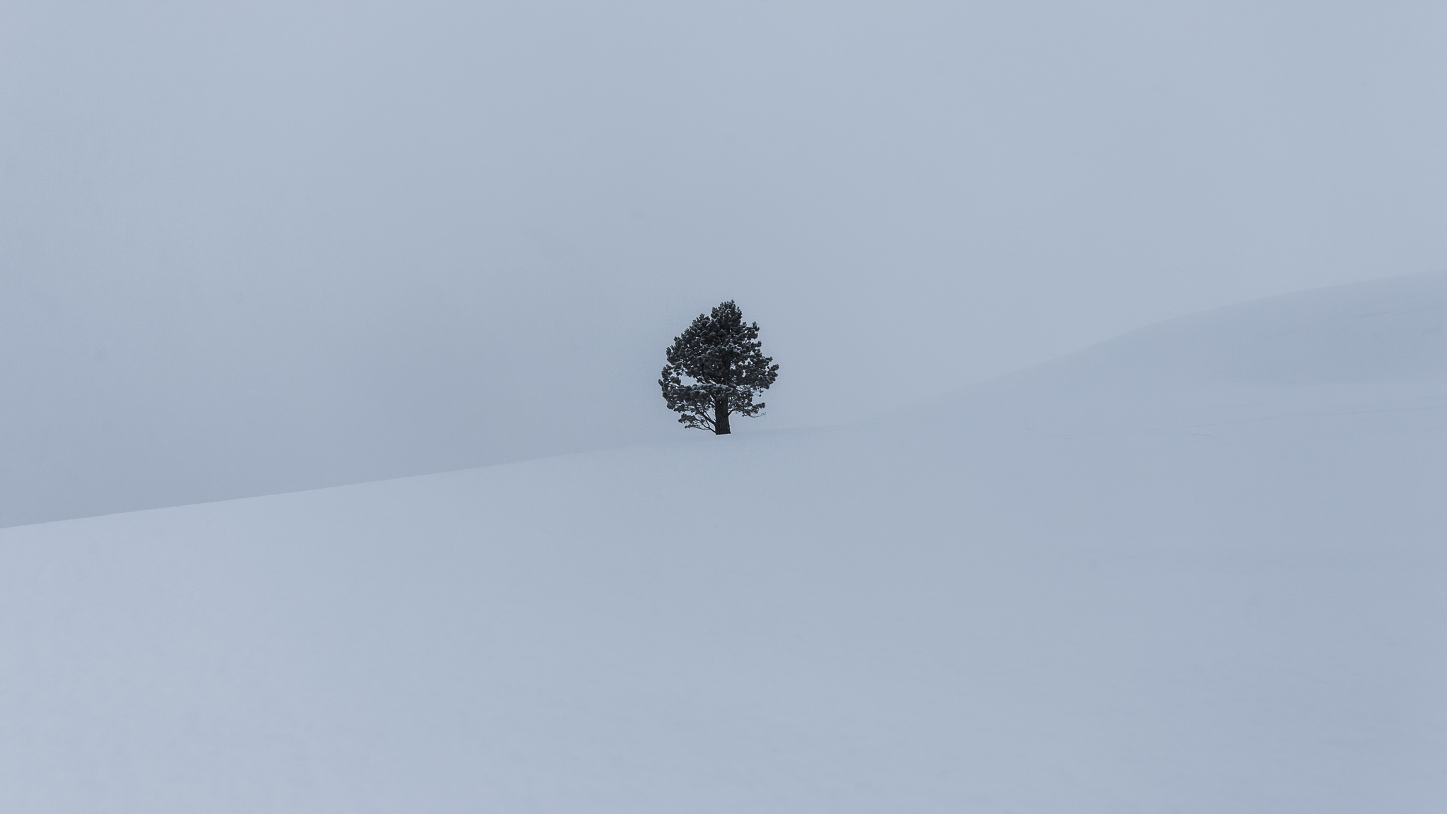 Descarga gratis la imagen Invierno, Nieve, Árbol, Tierra/naturaleza, Árbol Solitario en el escritorio de tu PC