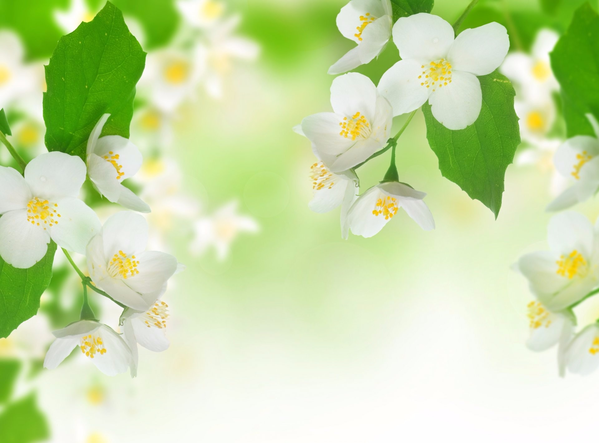 410531 descargar fondo de pantalla tierra/naturaleza, florecer, jazmín, flor blanca, flores: protectores de pantalla e imágenes gratis