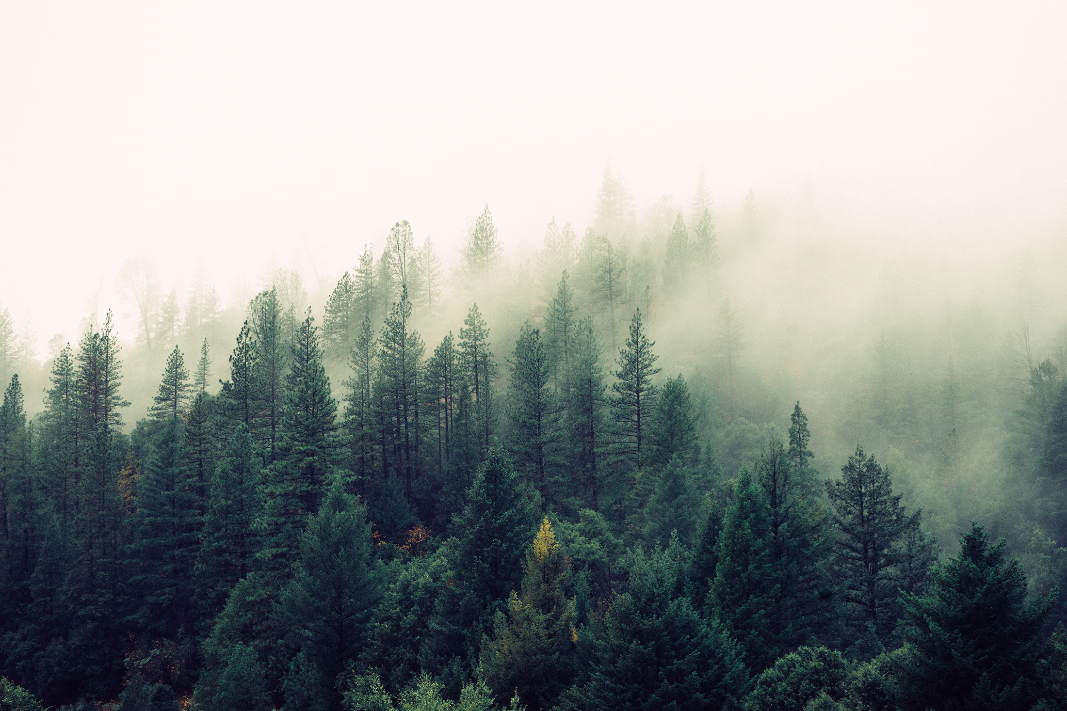 Laden Sie das Natur, Wald, Baum, Nebel, Erde/natur-Bild kostenlos auf Ihren PC-Desktop herunter