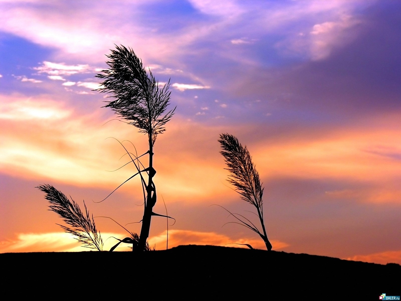 Download mobile wallpaper Plants, Sky, Landscape, Sunset for free.