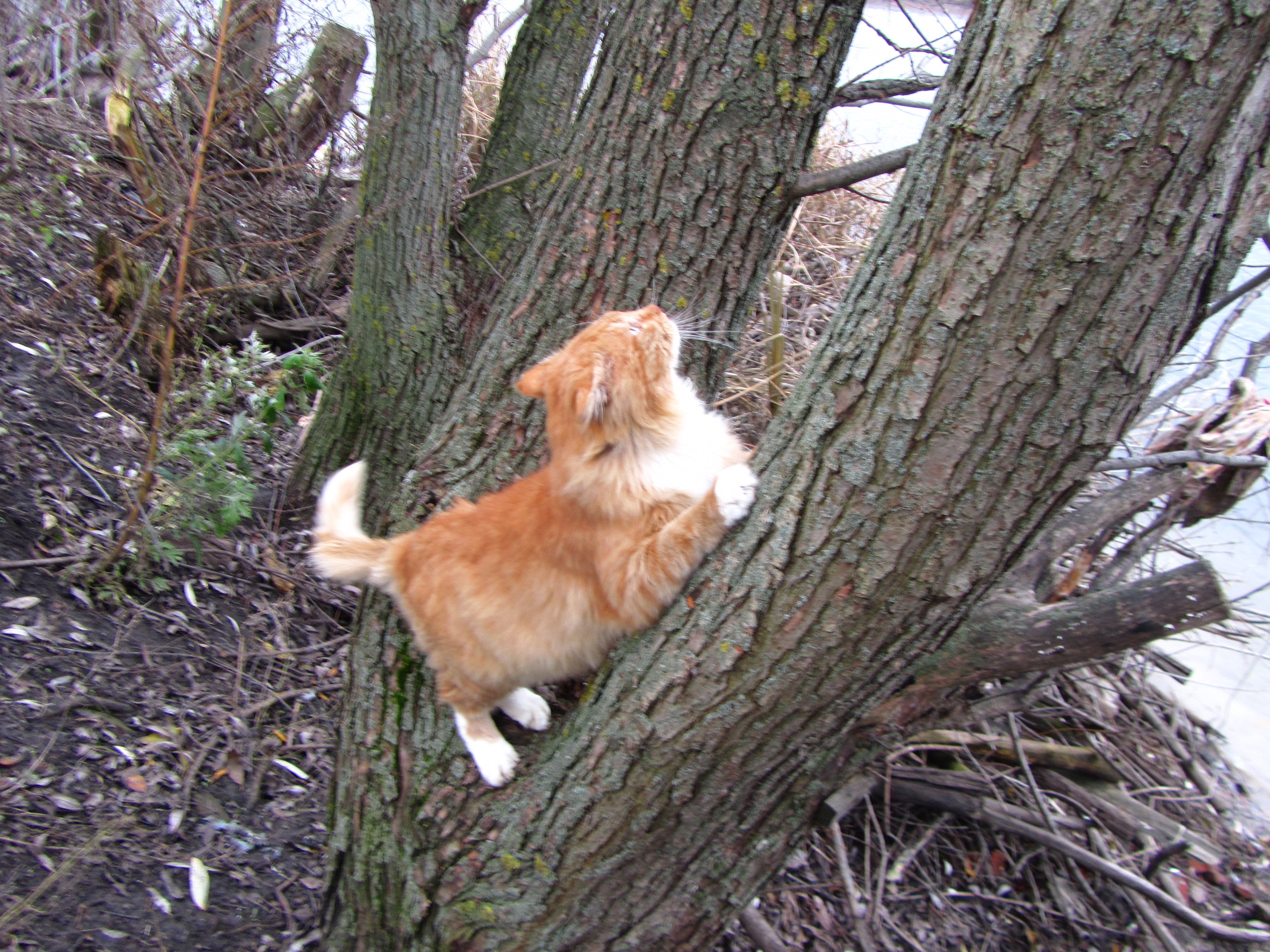 Baixe gratuitamente a imagem Animais, Gato na área de trabalho do seu PC