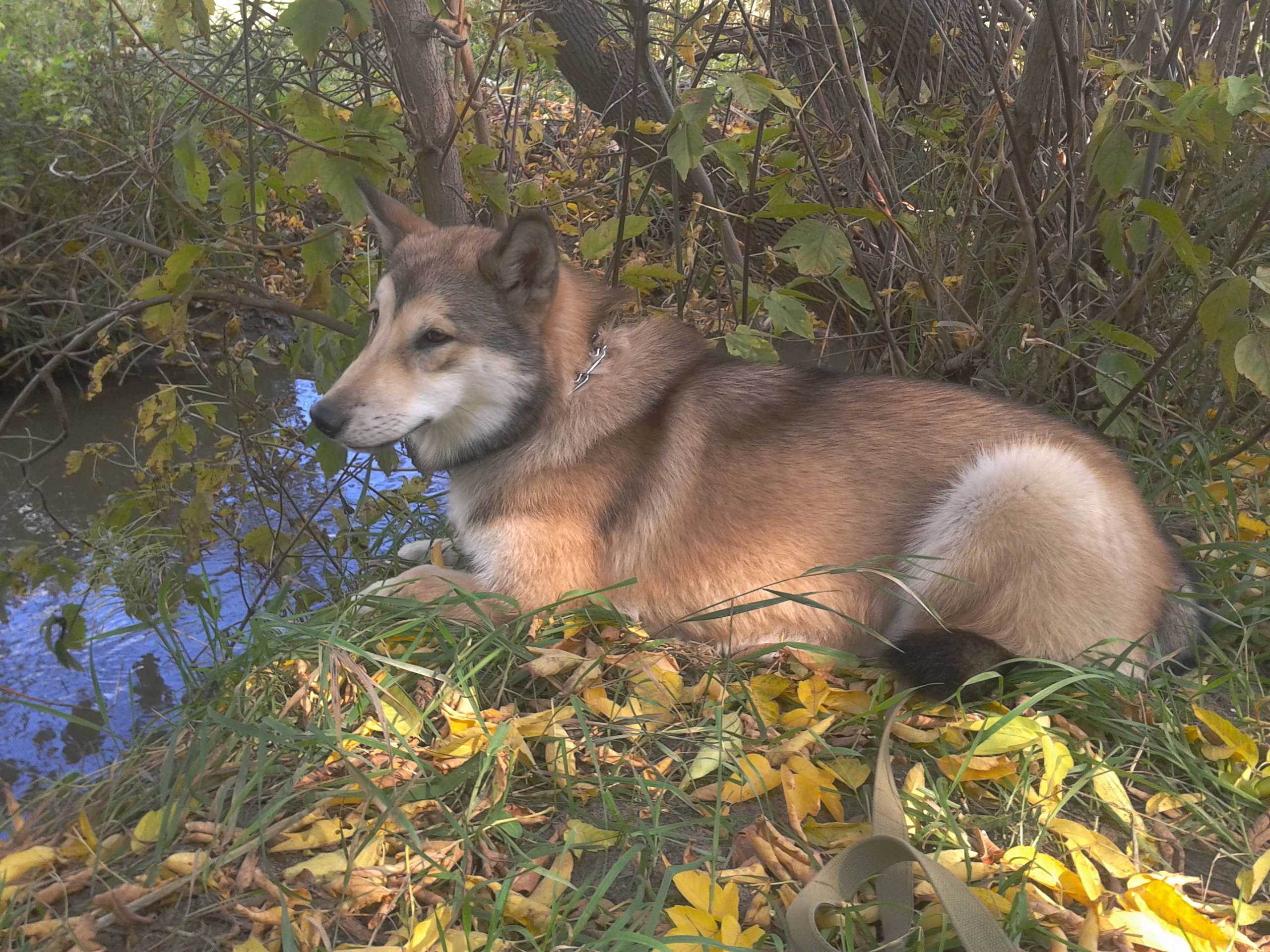 Handy-Wallpaper Hunde, Hund, Tiere kostenlos herunterladen.