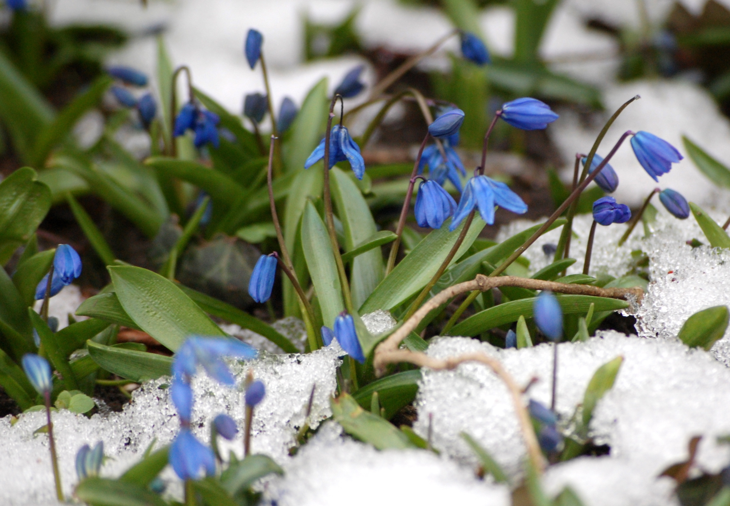 Baixe gratuitamente a imagem Flores, Snowdrops, Plantas na área de trabalho do seu PC