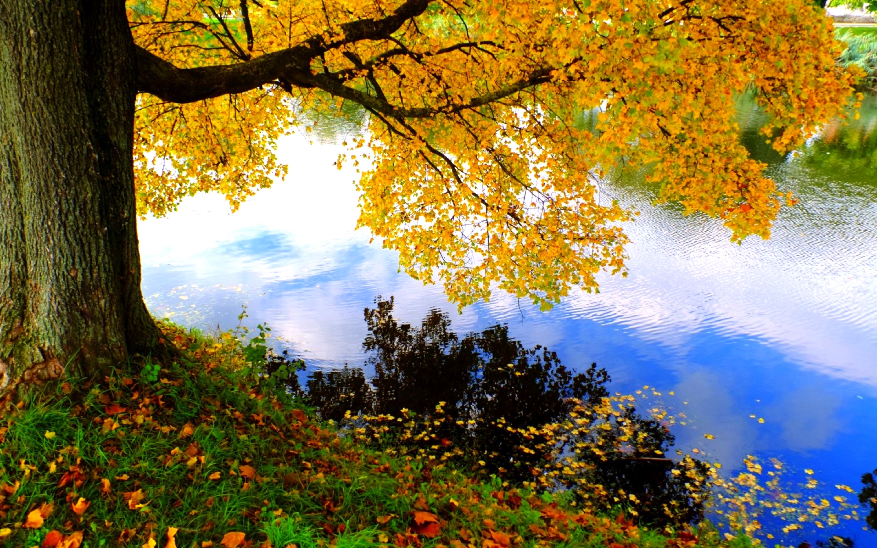PCデスクトップに木, 秋, 湖, 地球画像を無料でダウンロード