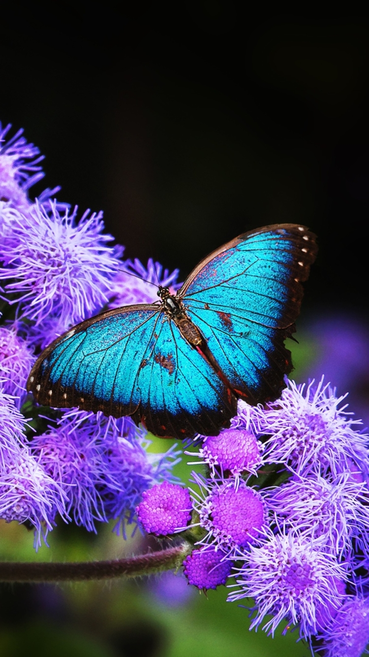 Descarga gratuita de fondo de pantalla para móvil de Animales, Mariposa.