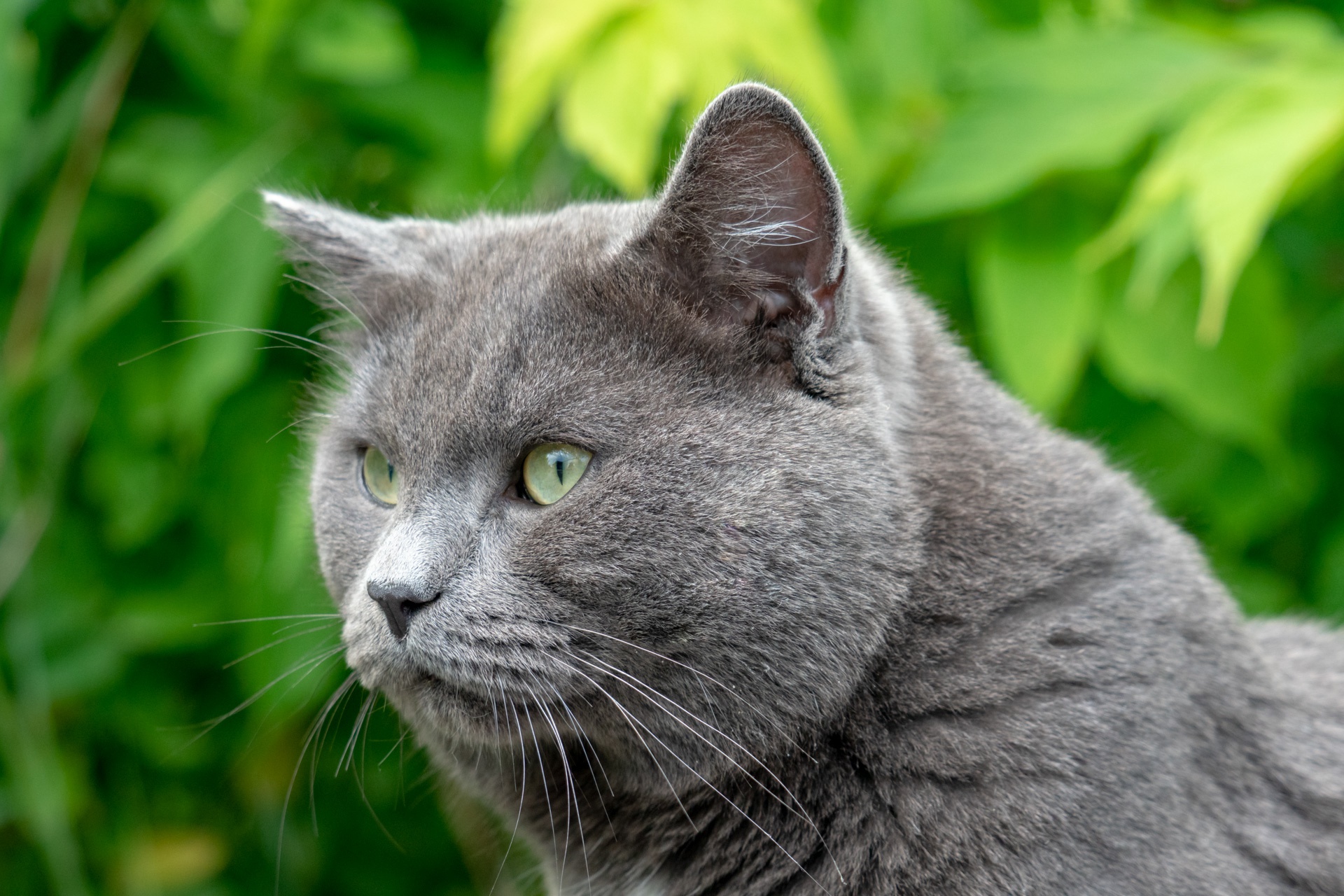 Descarga gratuita de fondo de pantalla para móvil de Animales, Gatos, Gato.