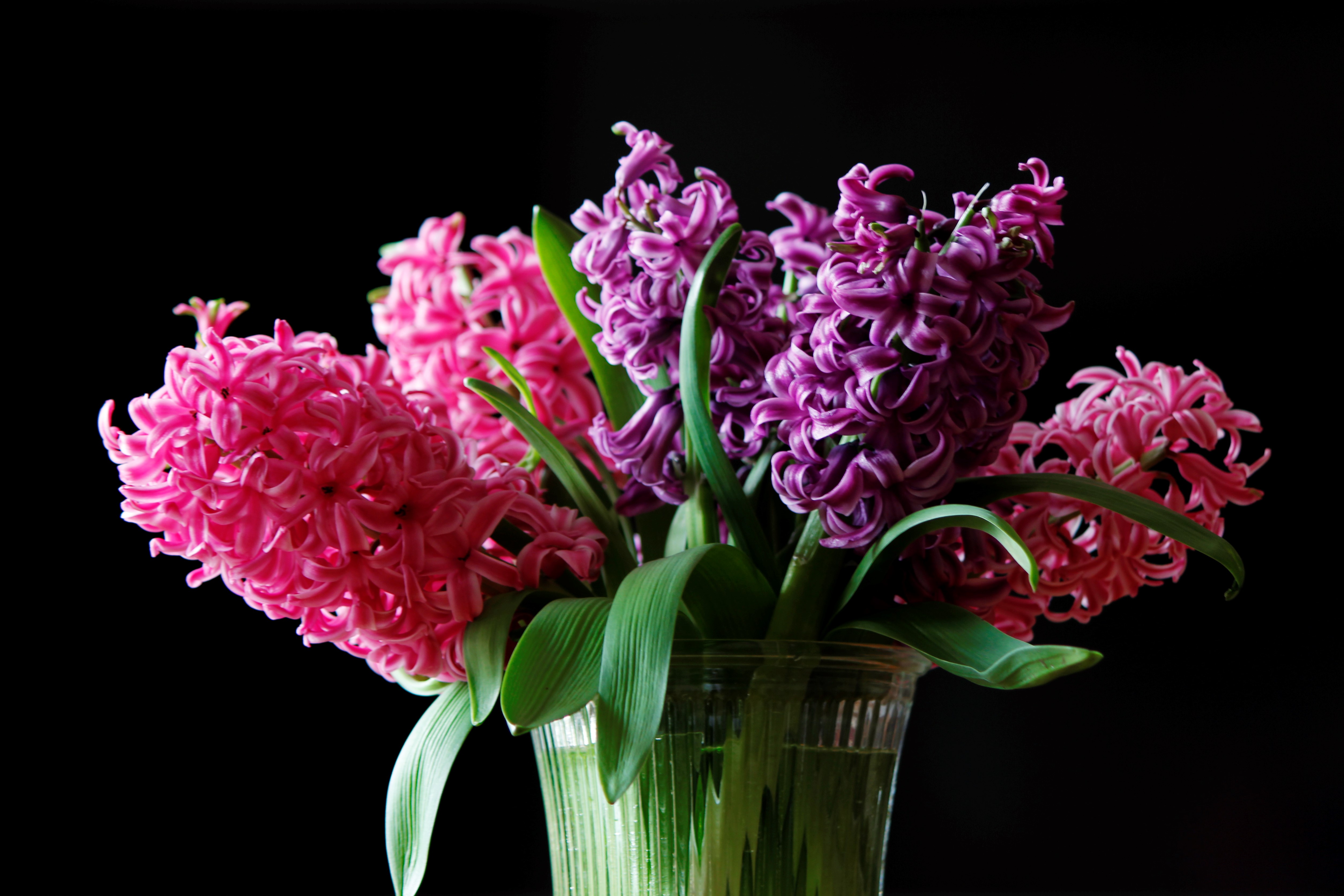 Handy-Wallpaper Blume, Erde, Vase, Hyazinthen, Lila Blume, Menschengemacht, Pinke Blume kostenlos herunterladen.
