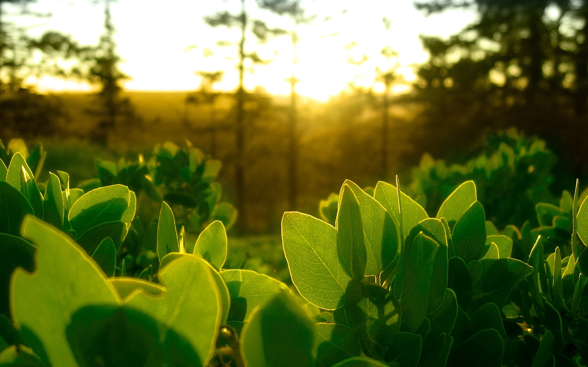 Laden Sie das Blätter, Sun, Pflanzen-Bild kostenlos auf Ihren PC-Desktop herunter